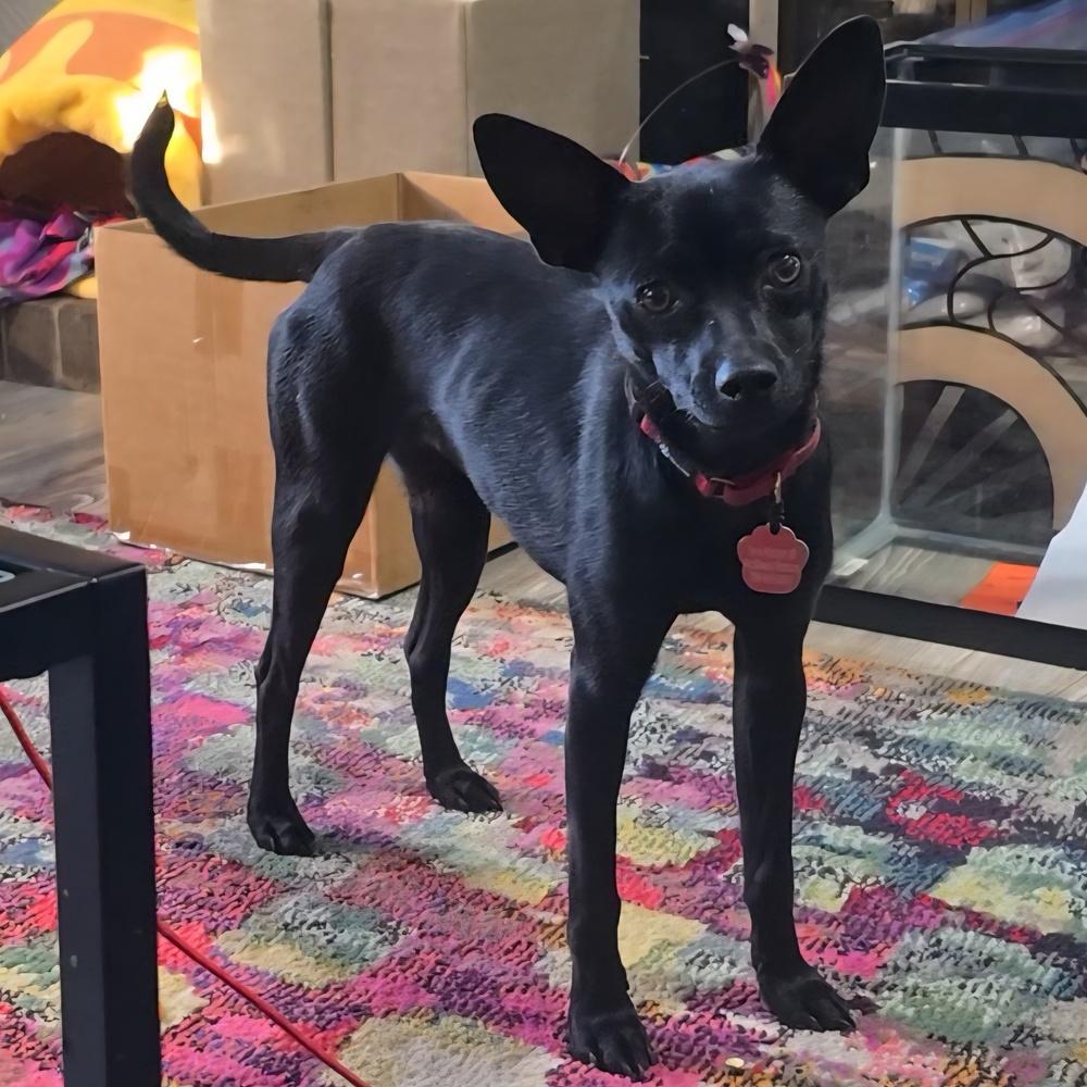 Jenny, a Adoptable mixed breed in Lafayette, CO image 4/6