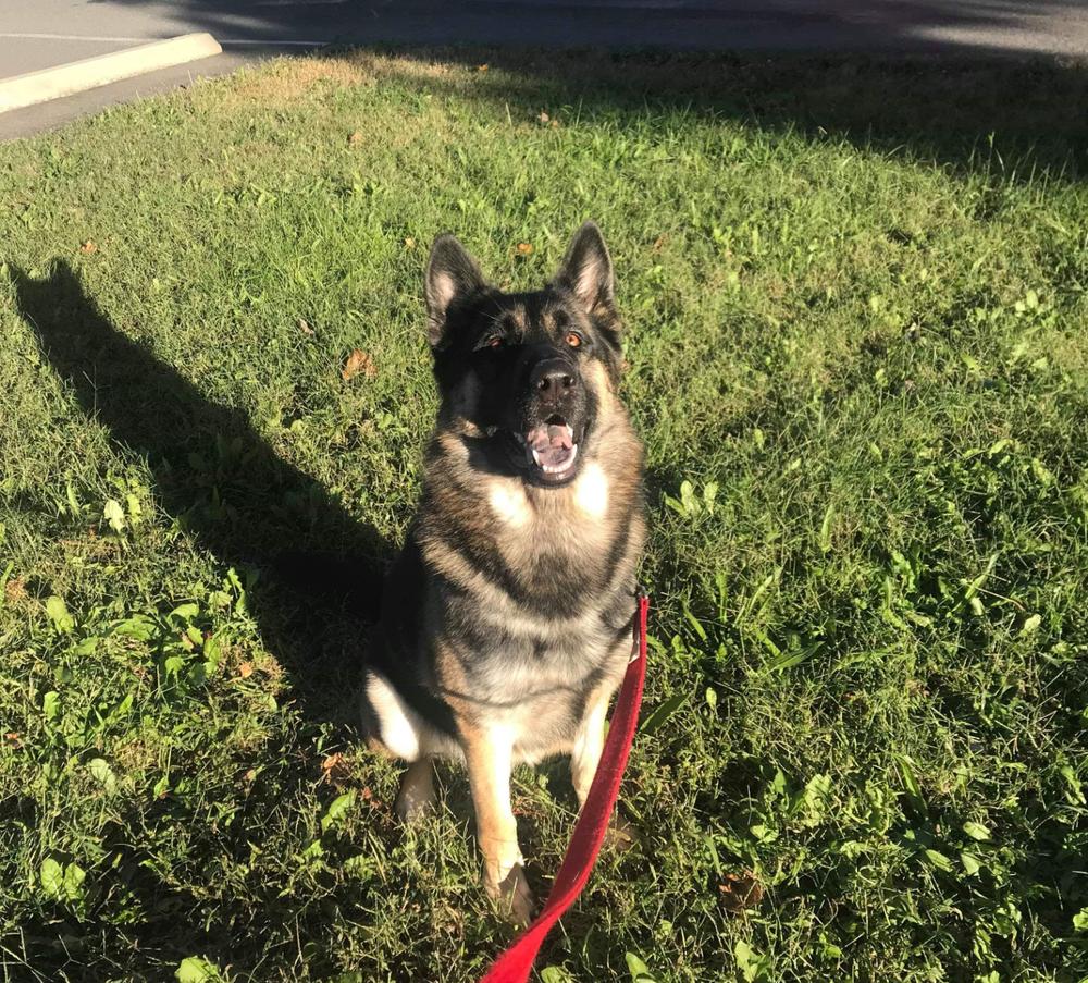 Enlarge Gunny, a Adopted mixed breed in Woodbridge, VA image 1/1