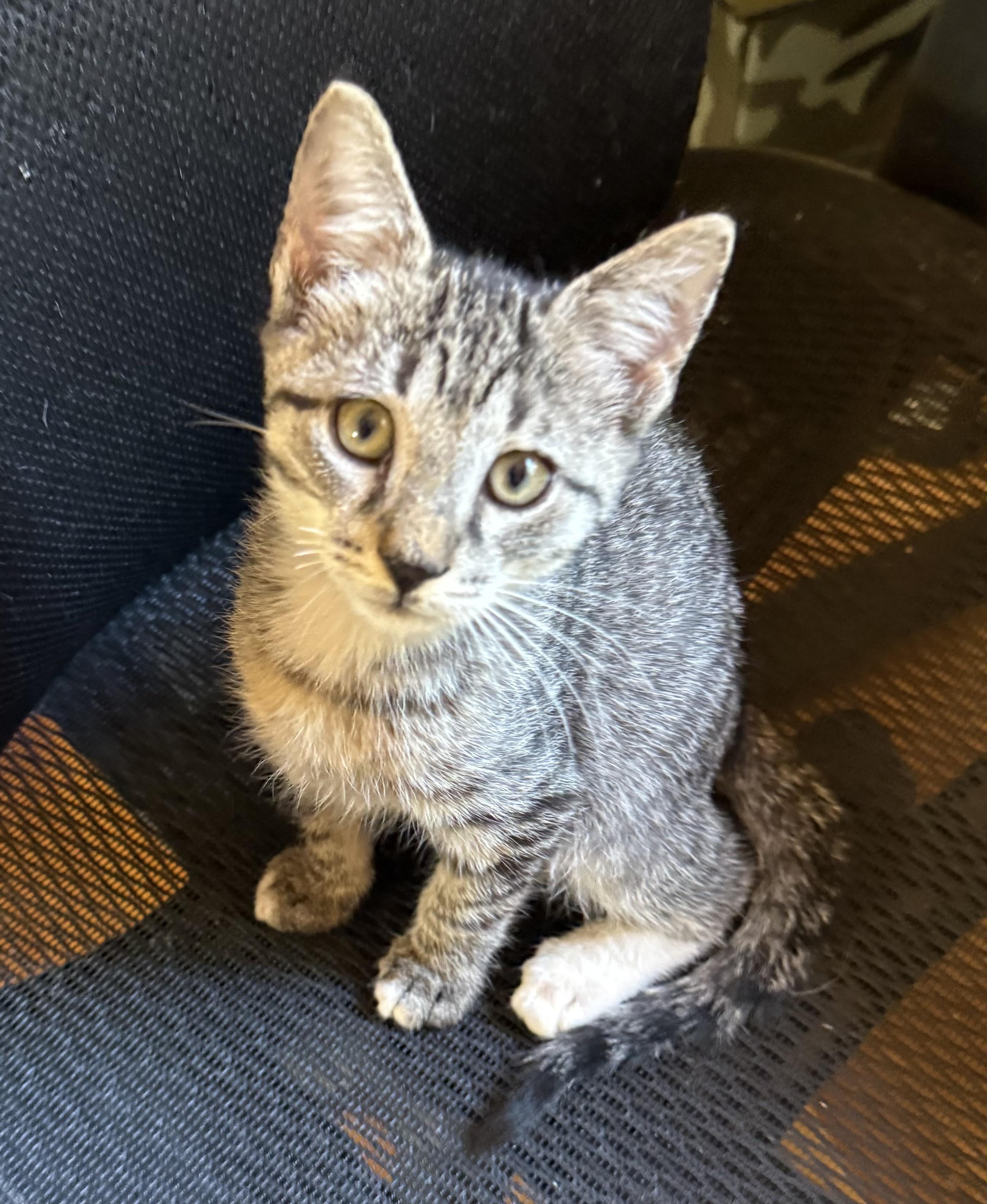 Tiggy, Tuffy, Tabby, Betty, a Adoptable Domestic Short Hair in Freehold, NJ image 3/6