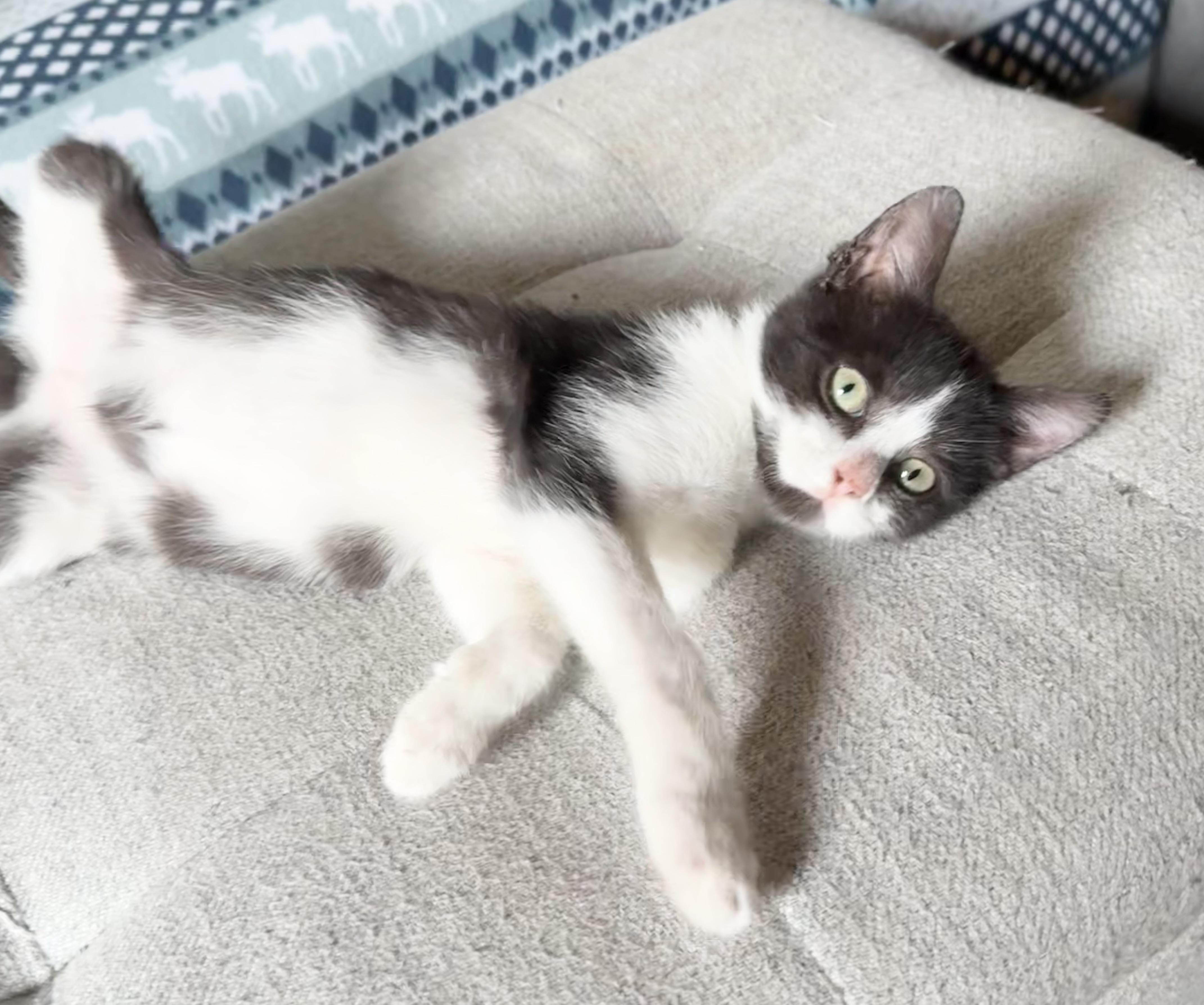 Tiggy, Tuffy, Tabby, Betty, a Adoptable Domestic Short Hair in Freehold, NJ image 4/6