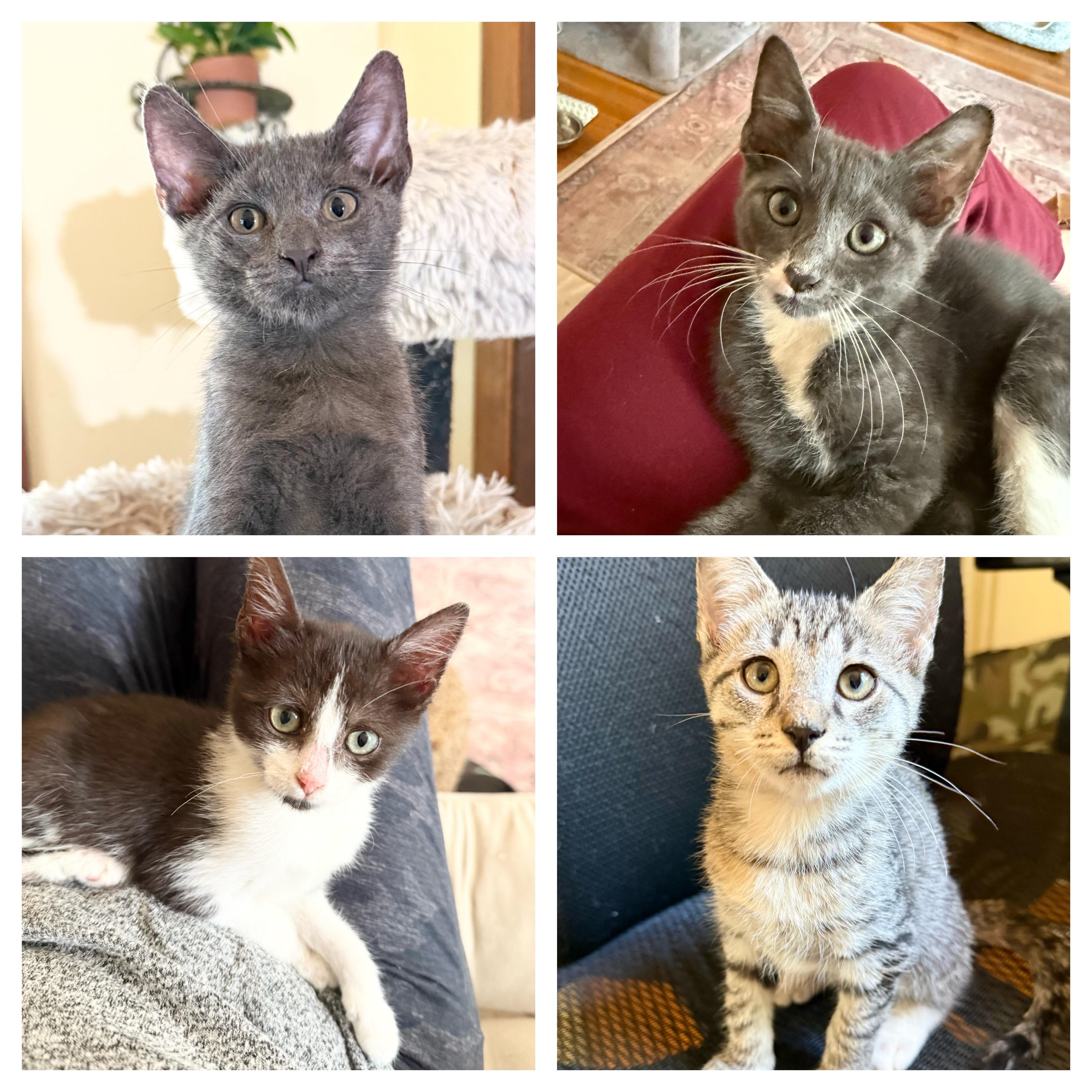 Cats for Adoption Near 07728, NJ | Petfinder