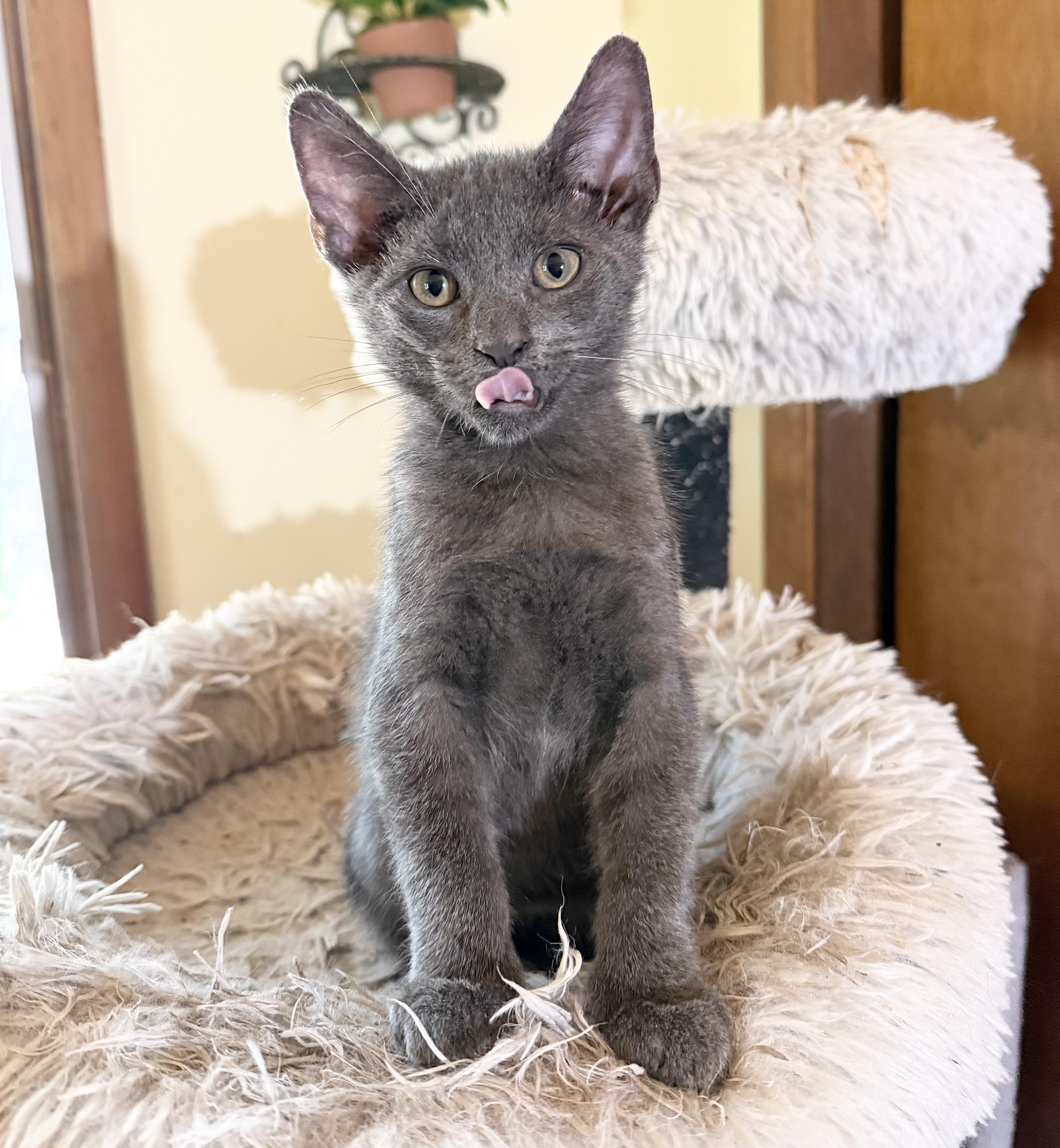 Tiggy, Tuffy, Tabby, Betty, a Adoptable Domestic Short Hair in Freehold, NJ image 5/6