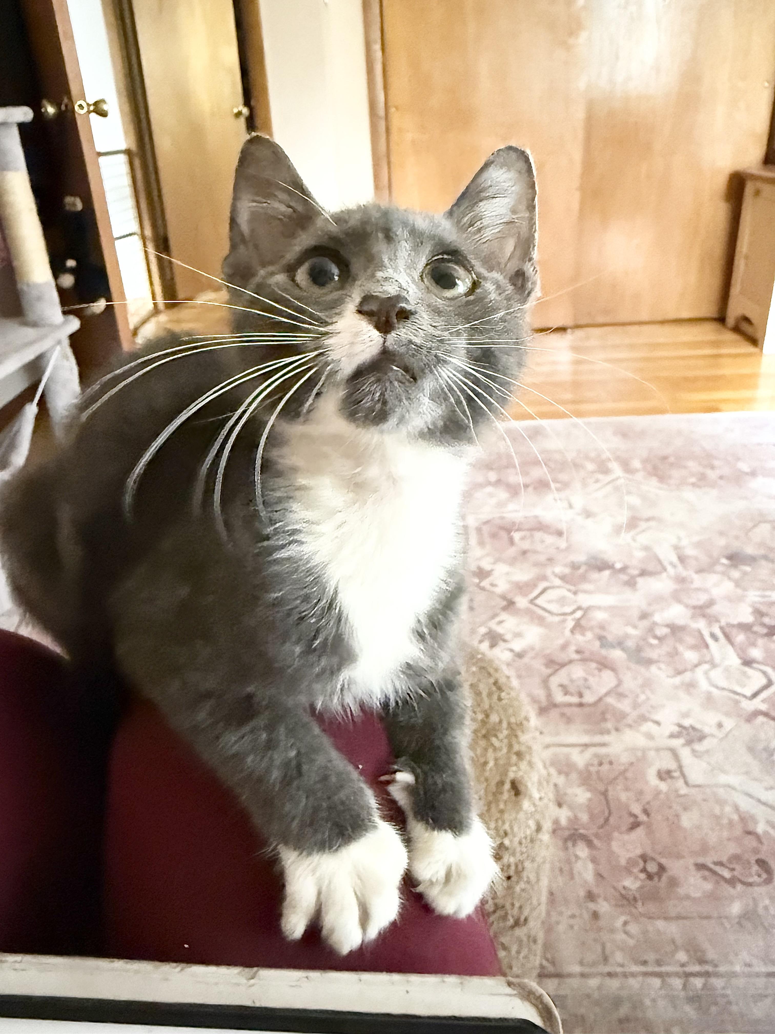 Tiggy, Tuffy, Tabby, Betty, a Adoptable Domestic Short Hair in Freehold, NJ image 6/6