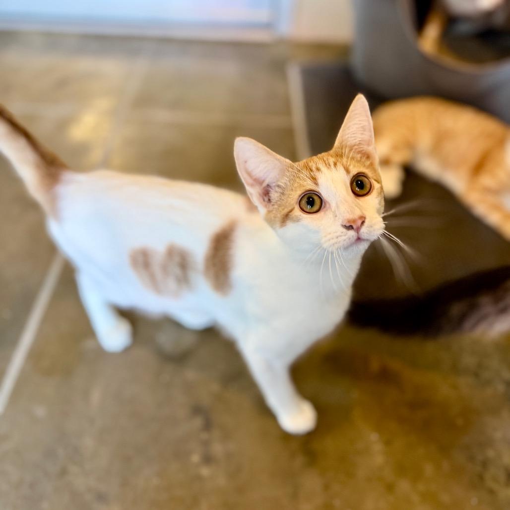 Patrick, Adoptable, Young Male Domestic Medium Hair.