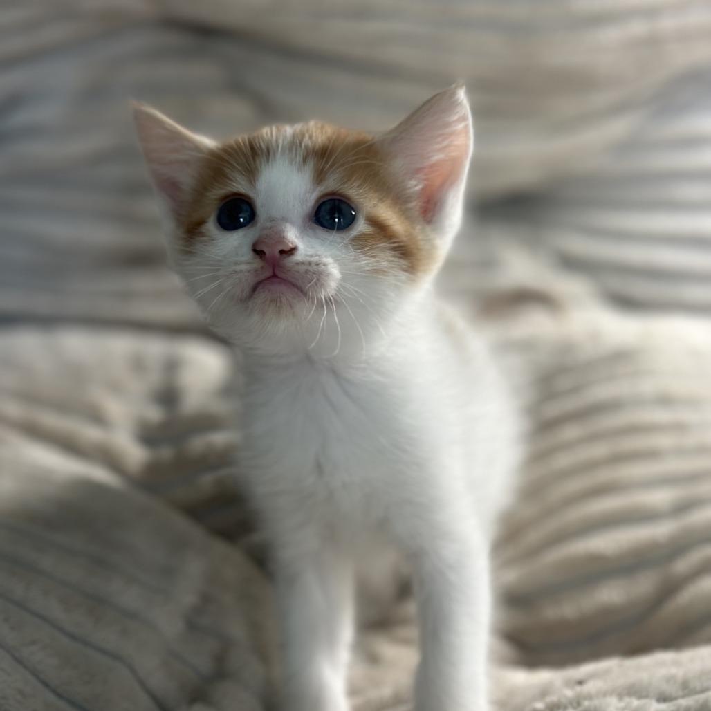 Enlarge Patrick, a Adoptable Domestic Medium Hair in Fredericksburg, TX image 2/3