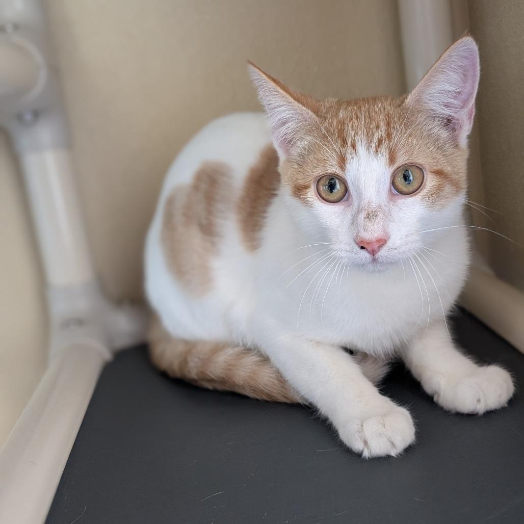Enlarge Patrick, a Adoptable Domestic Medium Hair in Fredericksburg, TX image 3/3