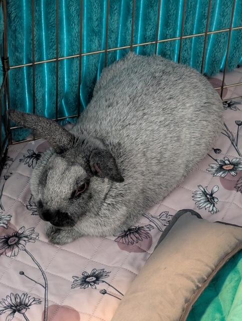 Enlarge Remy, a ADOPTABLE mixed breed in Cleveland, OH image 2/2