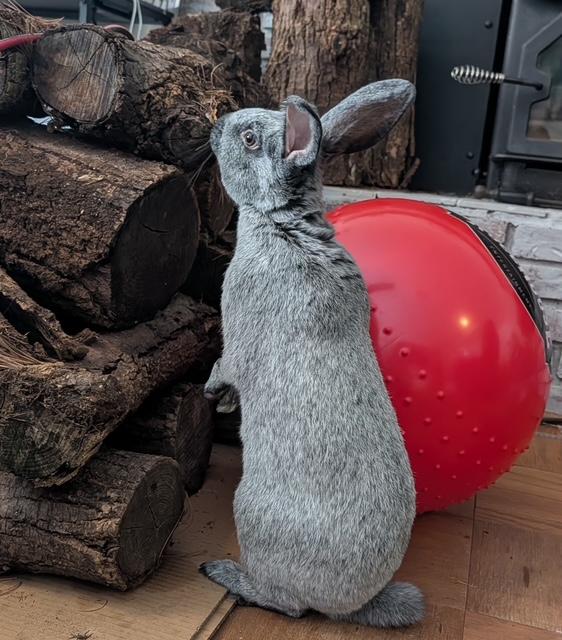 Remy, ADOPTABLE, Adult Male American.