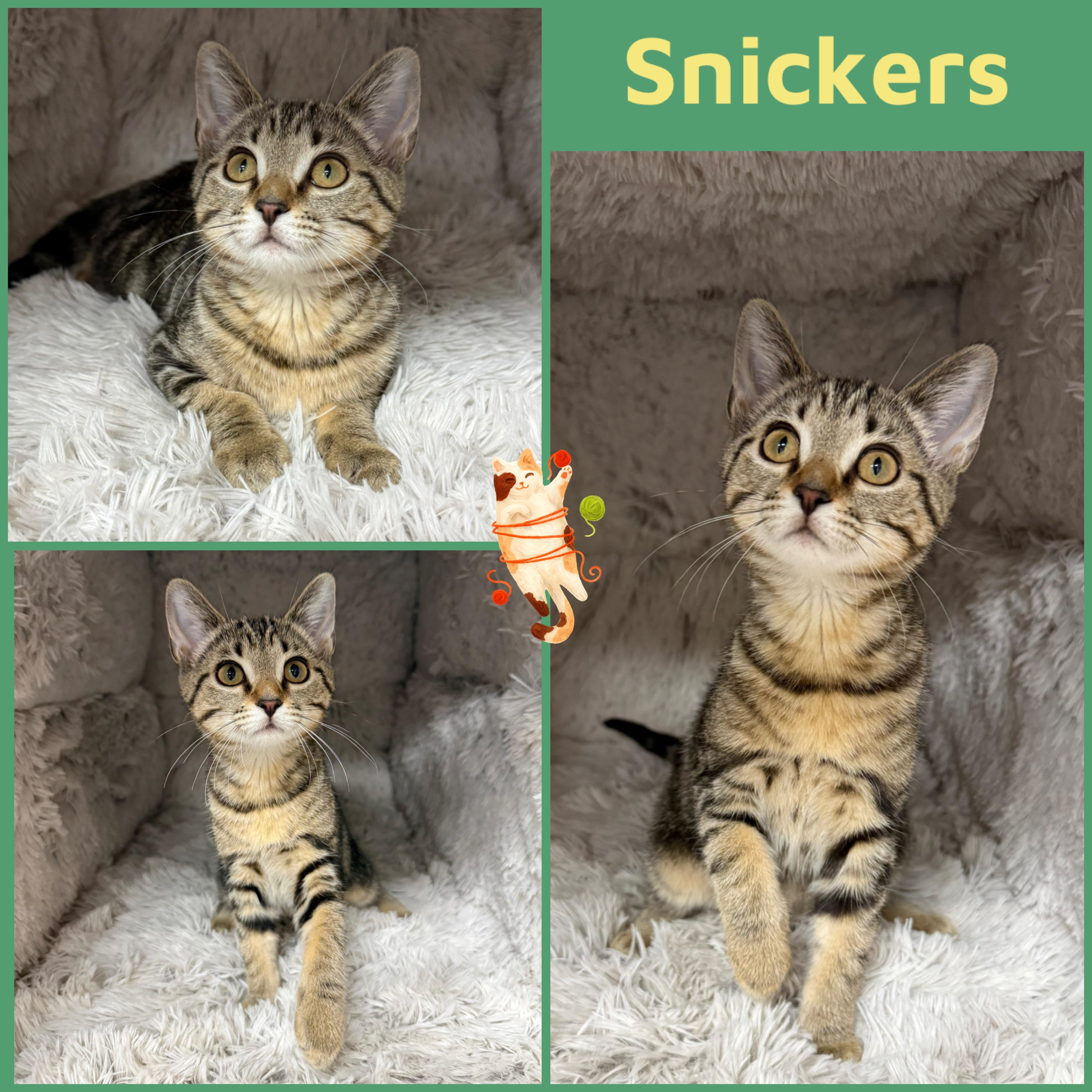 Snickers, Adoptable, Kitten Female Domestic Short Hair.