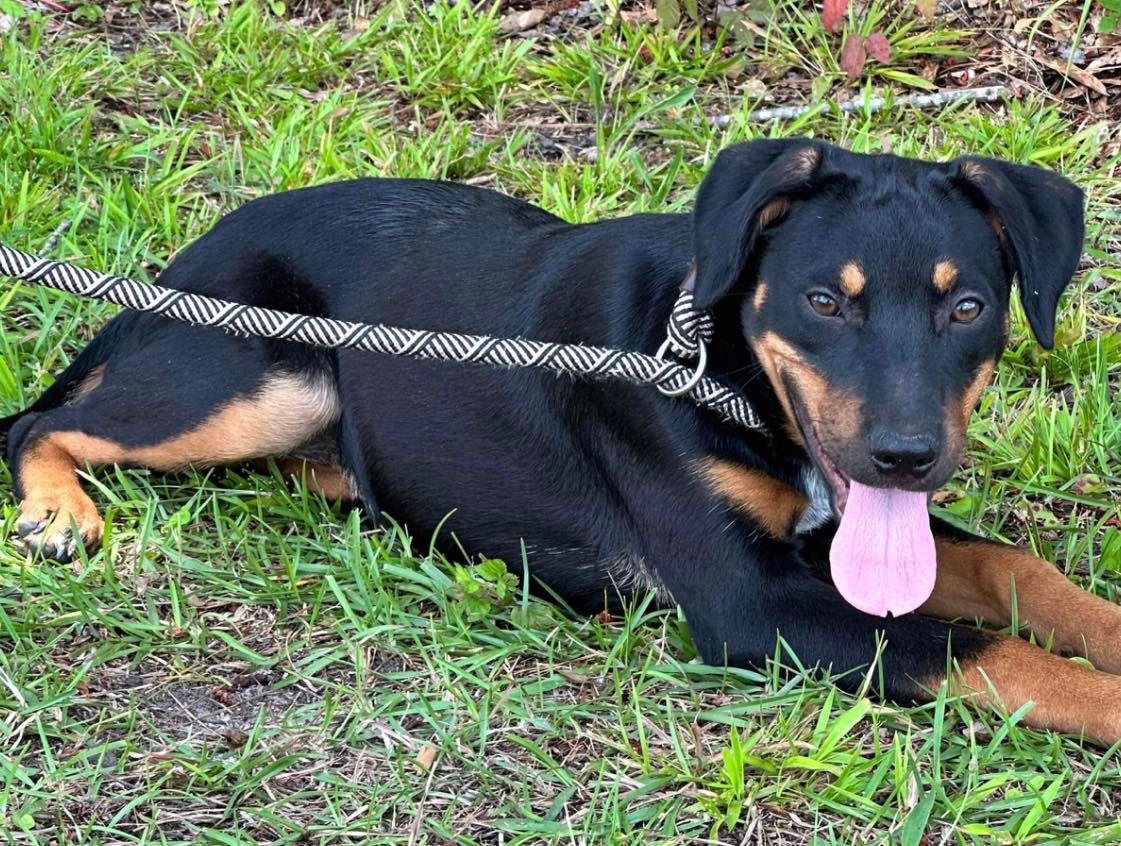 Mali, a Adoptable mixed breed in Grand Bay, AL image 1/3