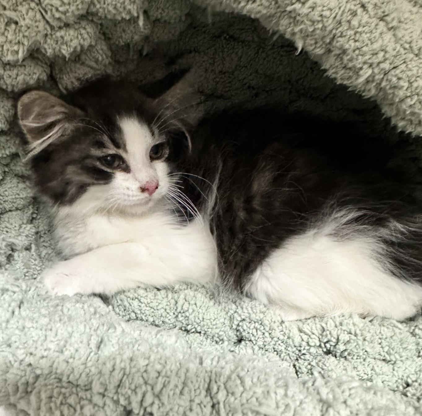 61148722, ADOPTABLE, Young Female Domestic Medium Hair.