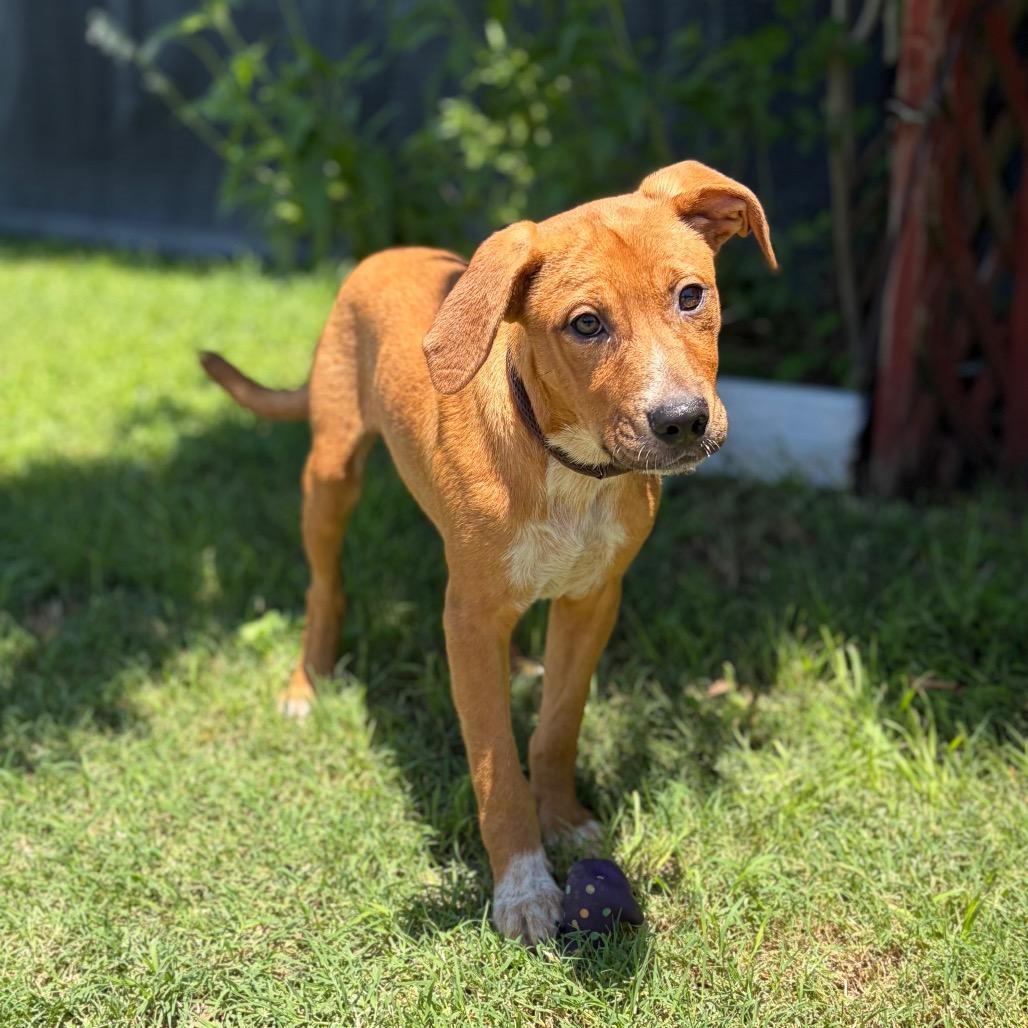 Paper 26-04-006, Adoptable, Puppy Male Pit Bull Terrier.