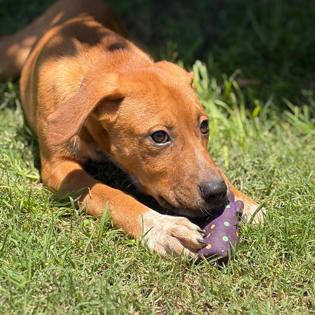 Enlarge Paper 26-04-006, a Adoptable Pit Bull Terrier in Bastrop, TX image 3/6