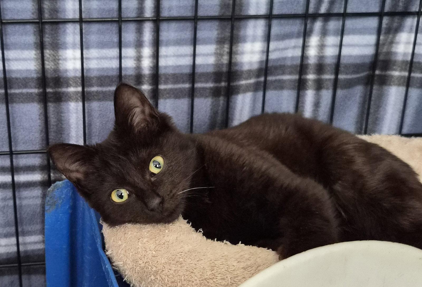 Enlarge Solene, a Adopted Domestic Short Hair in Orlando, FL image 1/3
