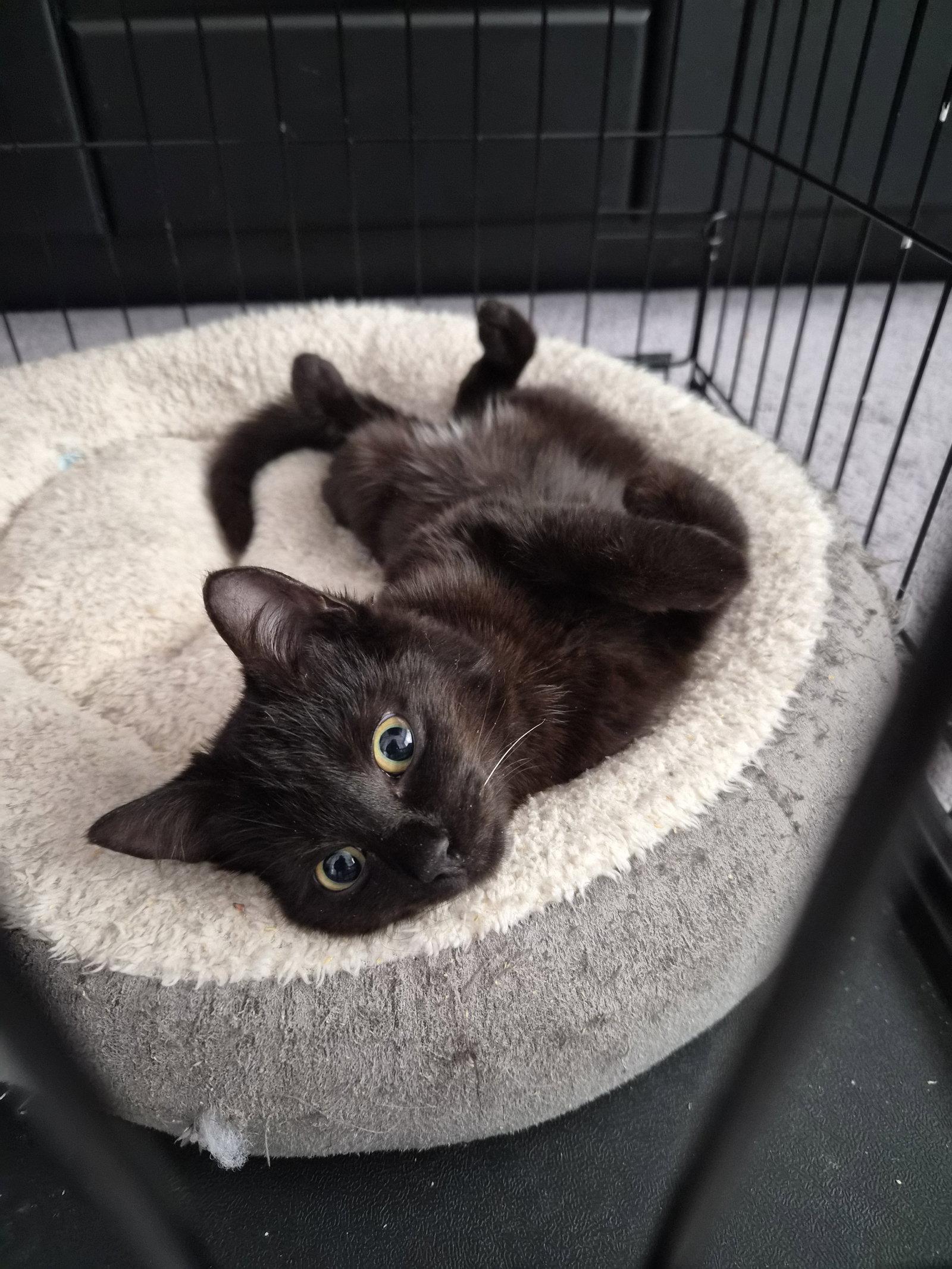 Enlarge Solene, a Adopted Domestic Short Hair in Orlando, FL image 2/3