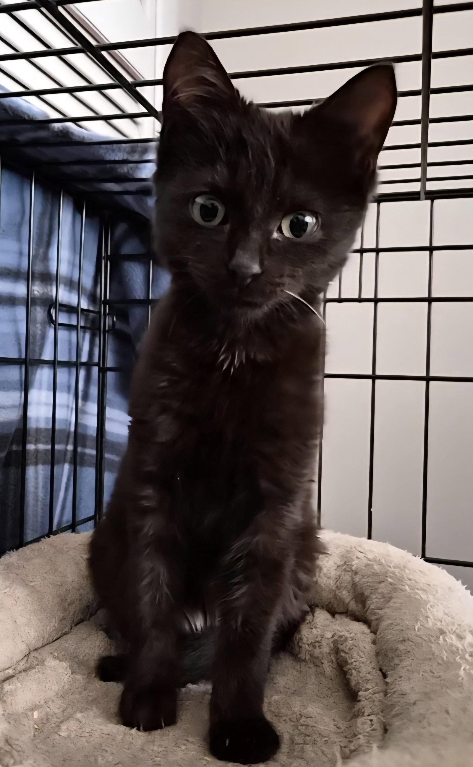 Enlarge Solene, a Adopted Domestic Short Hair in Orlando, FL image 3/3