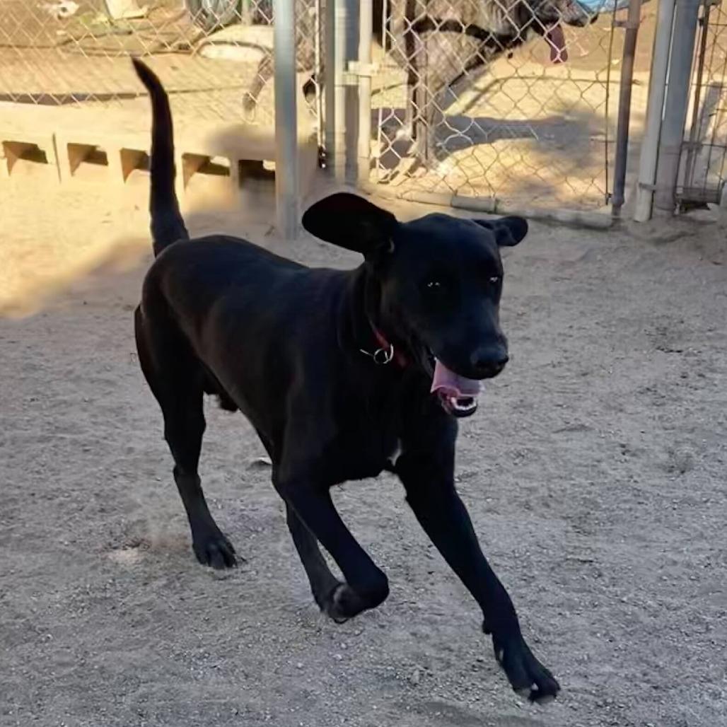 Alfred, Adoptable, Adult Male Black Labrador Retriever & Mixed Breed.