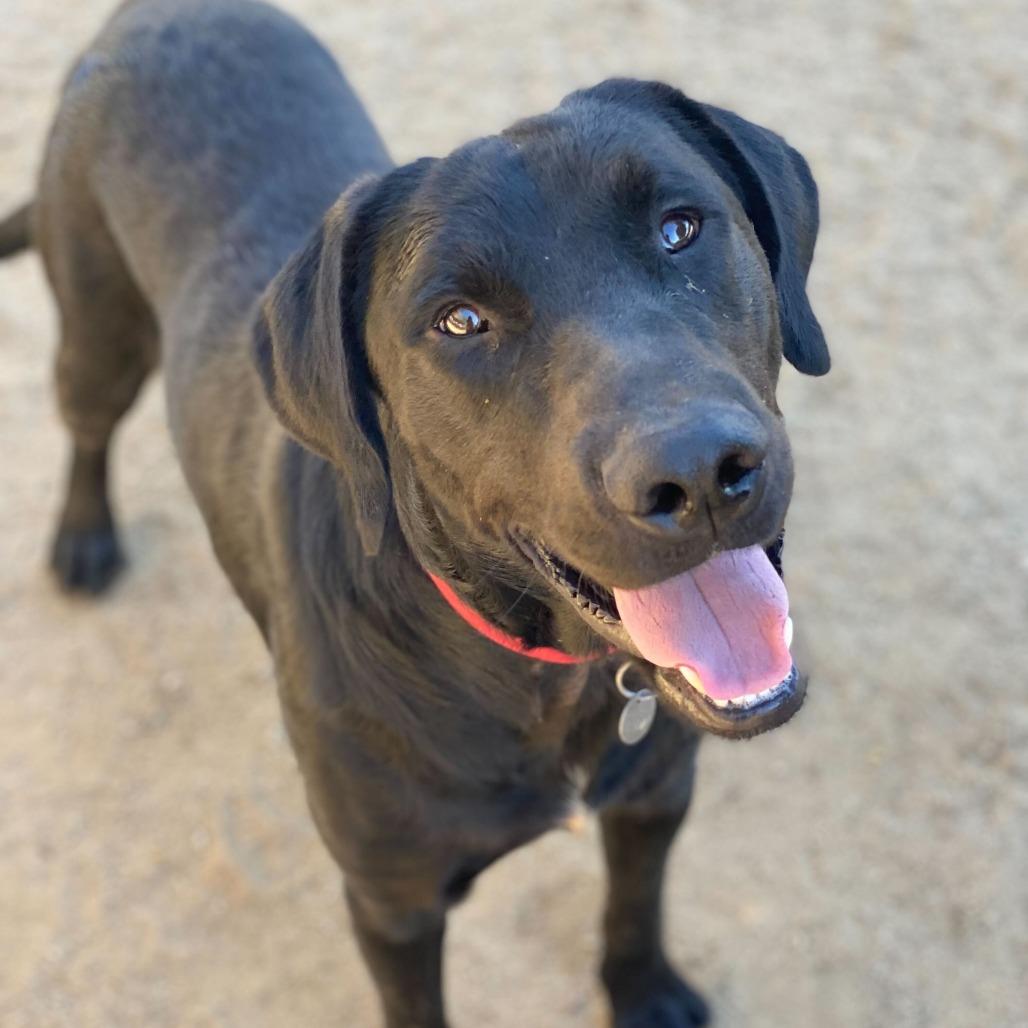 Alfred, a Adoptable mixed breed in Naperville, IL image 2/6