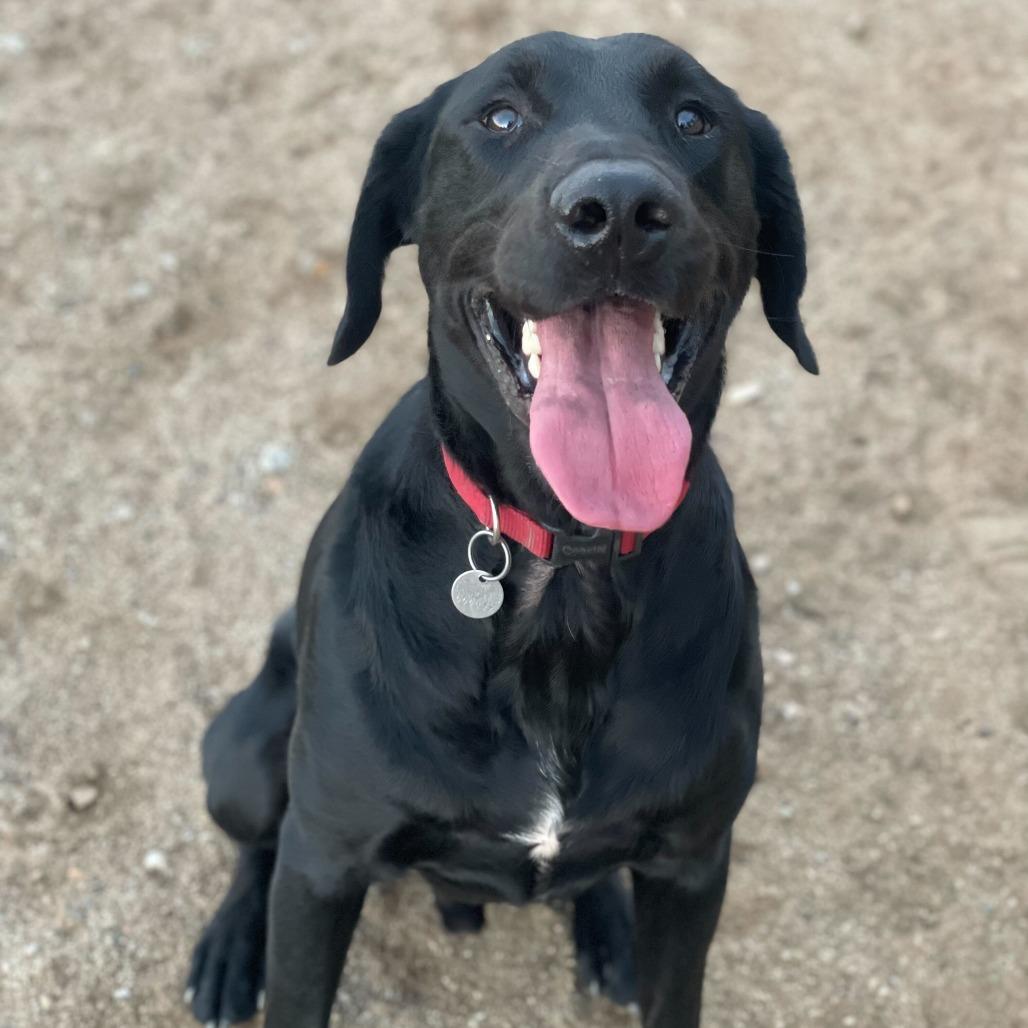 Alfred, a Adoptable mixed breed in Naperville, IL image 3/6
