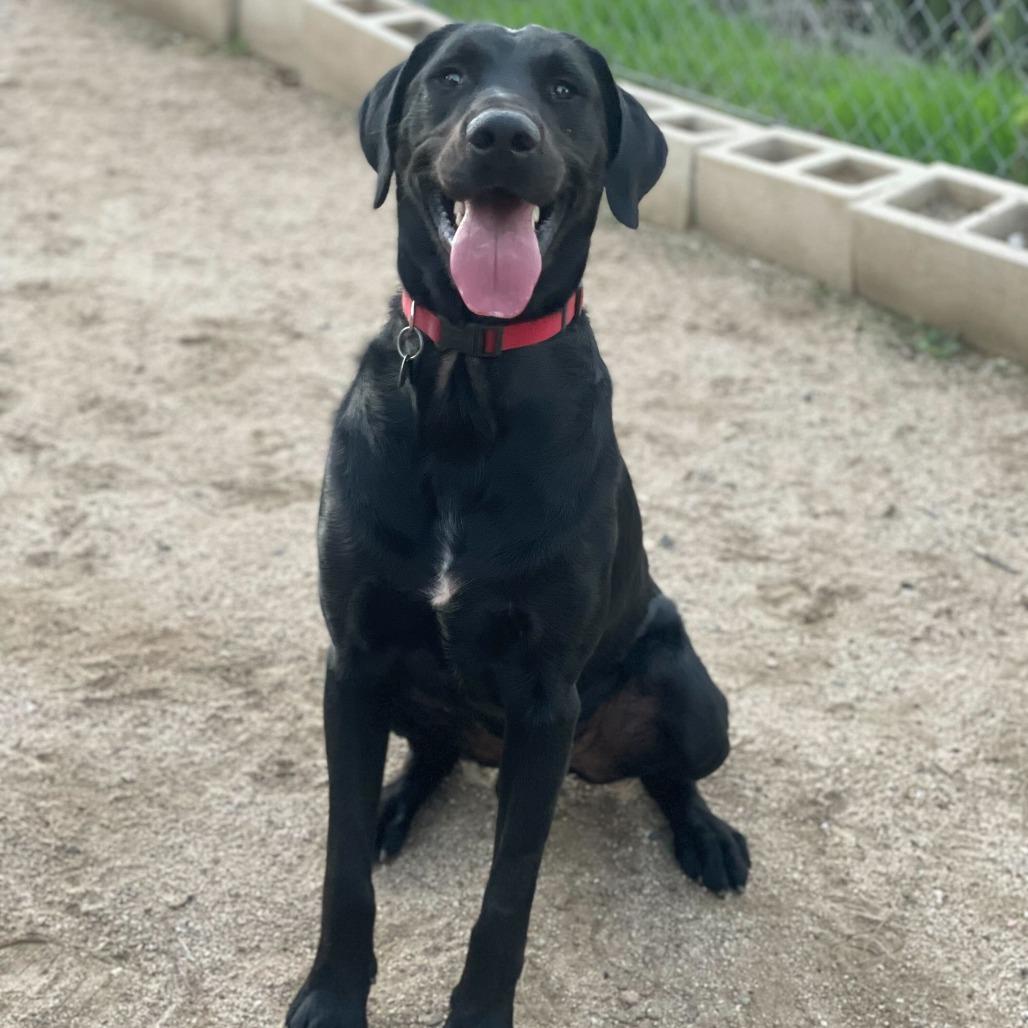 Alfred, a Adoptable mixed breed in Naperville, IL image 4/6
