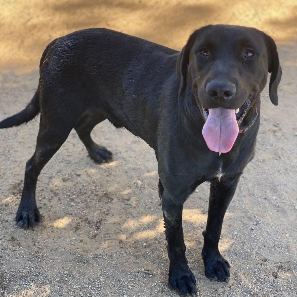 Alfred, a Adoptable mixed breed in Naperville, IL image 5/6