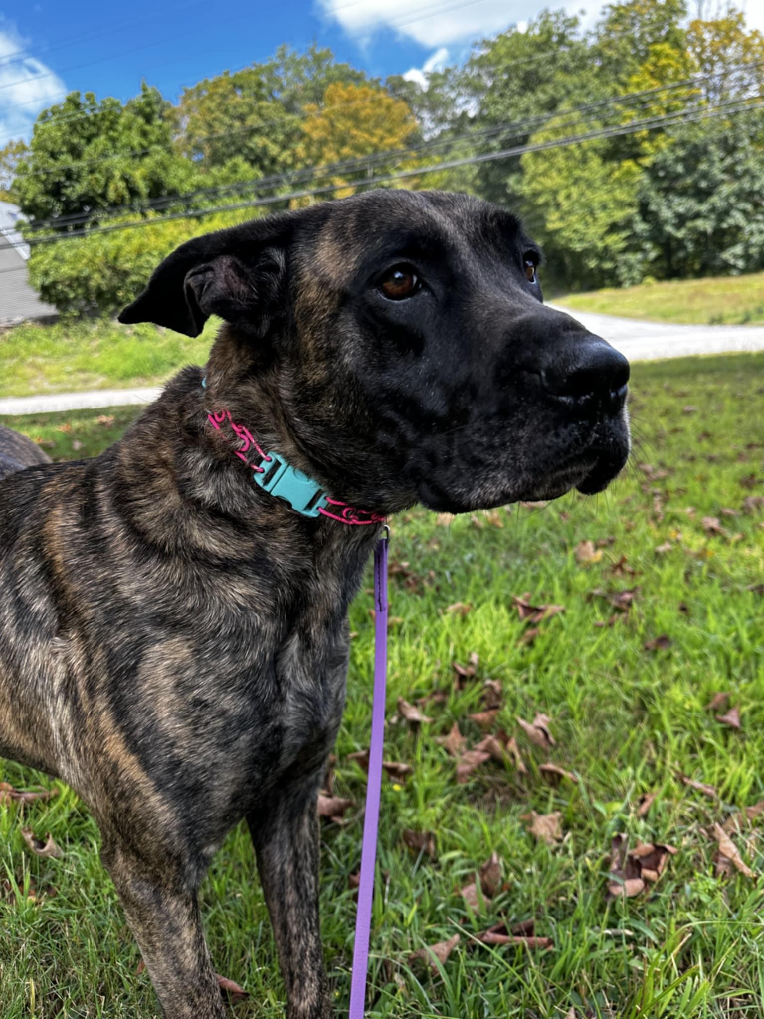Enlarge Sophie, a Adoptable mixed breed in Bozrah, CT image 2/5
