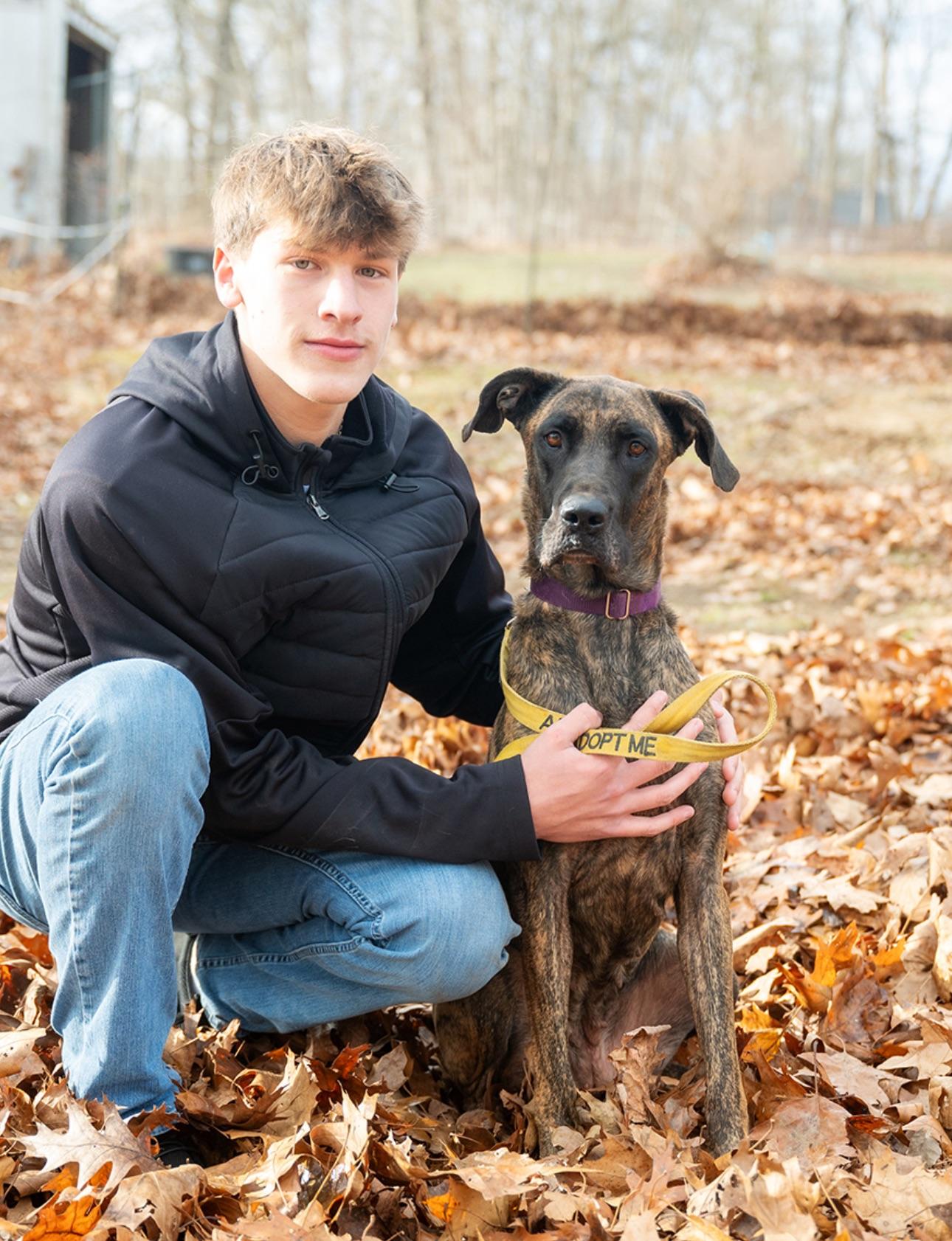 Enlarge Sophie, a Adoptable mixed breed in Bozrah, CT image 3/5