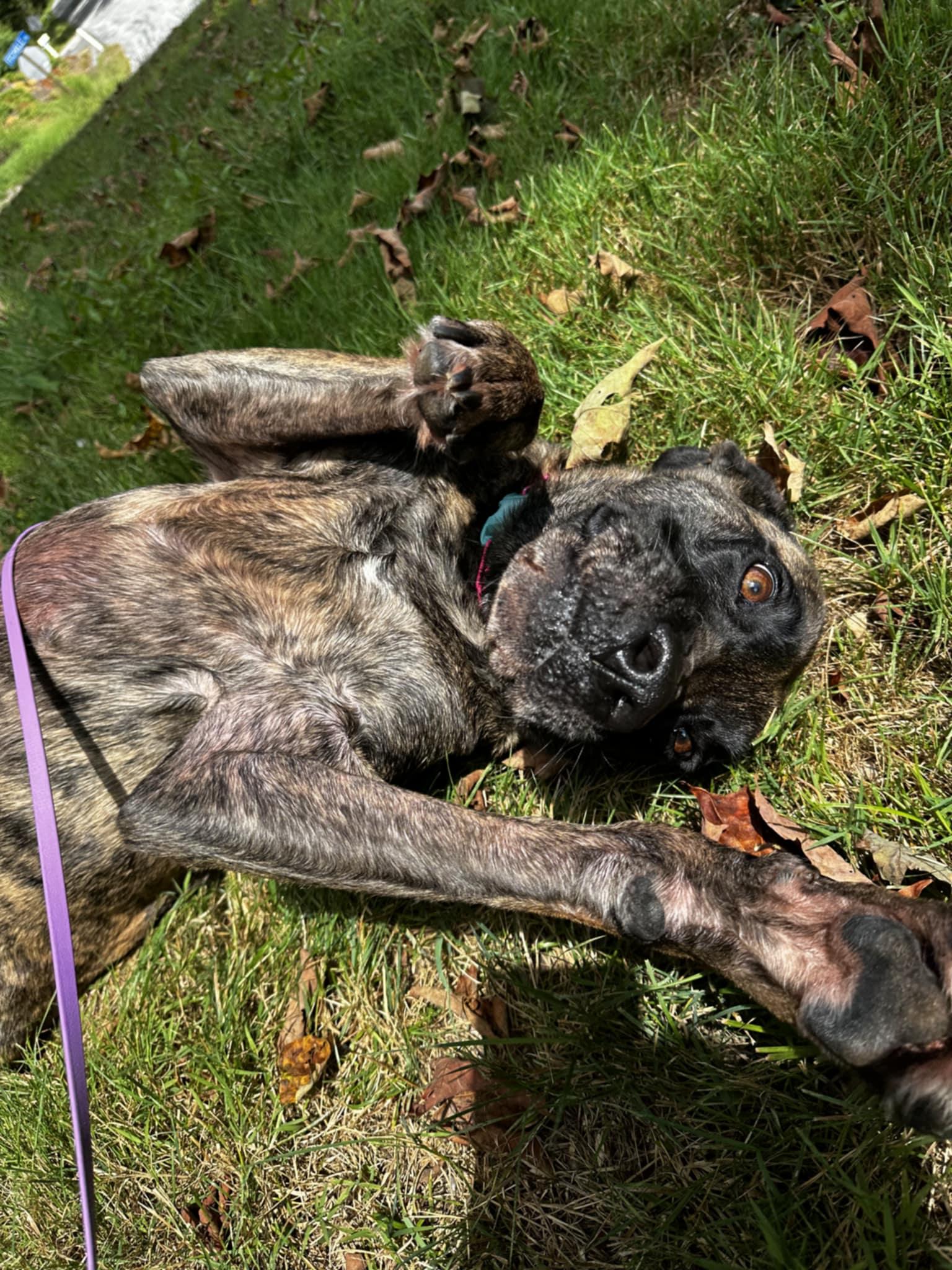 Sophie, Adoptable, Adult Female Coonhound & Mastiff.