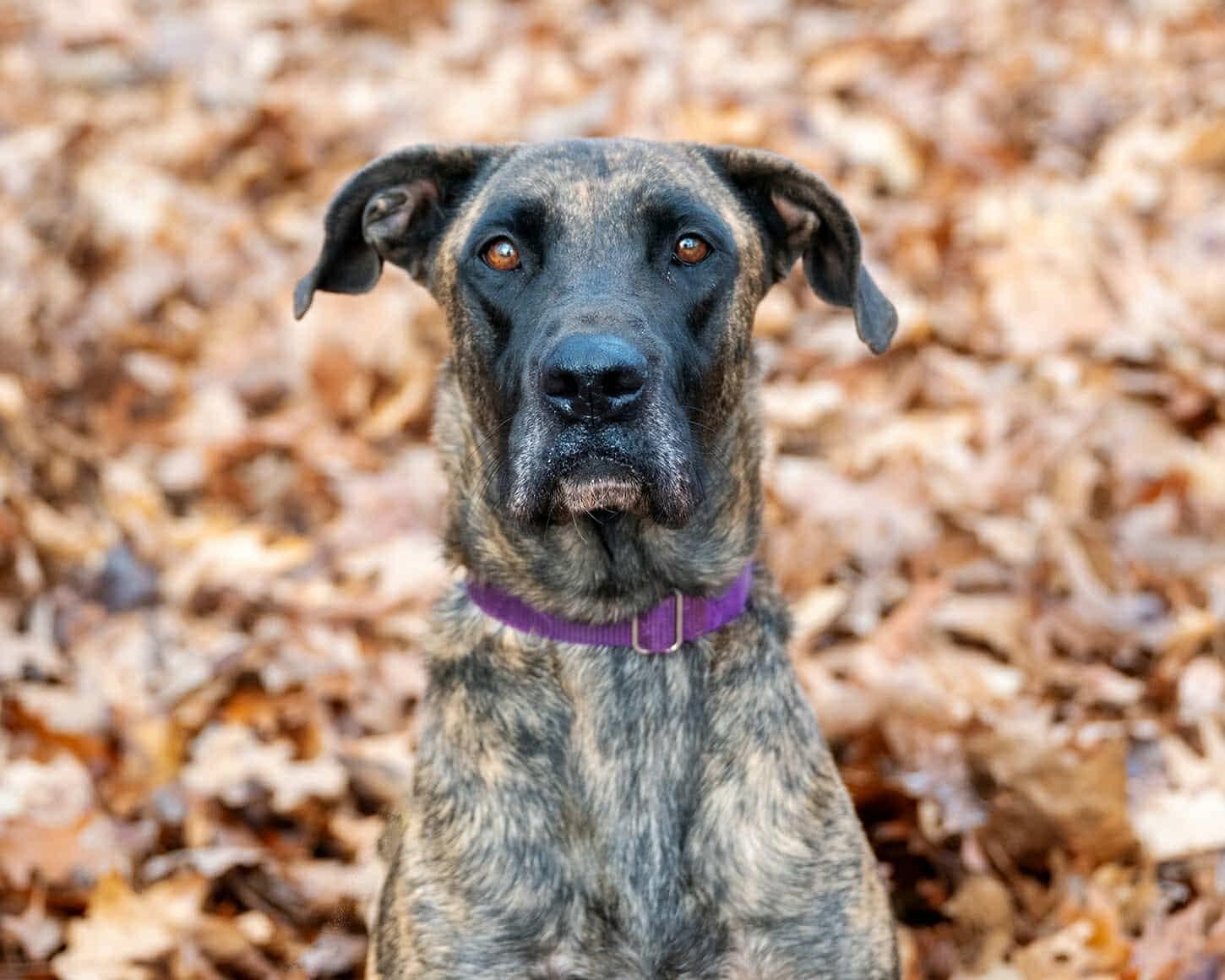 Enlarge Sophie, a Adoptable mixed breed in Bozrah, CT image 4/5