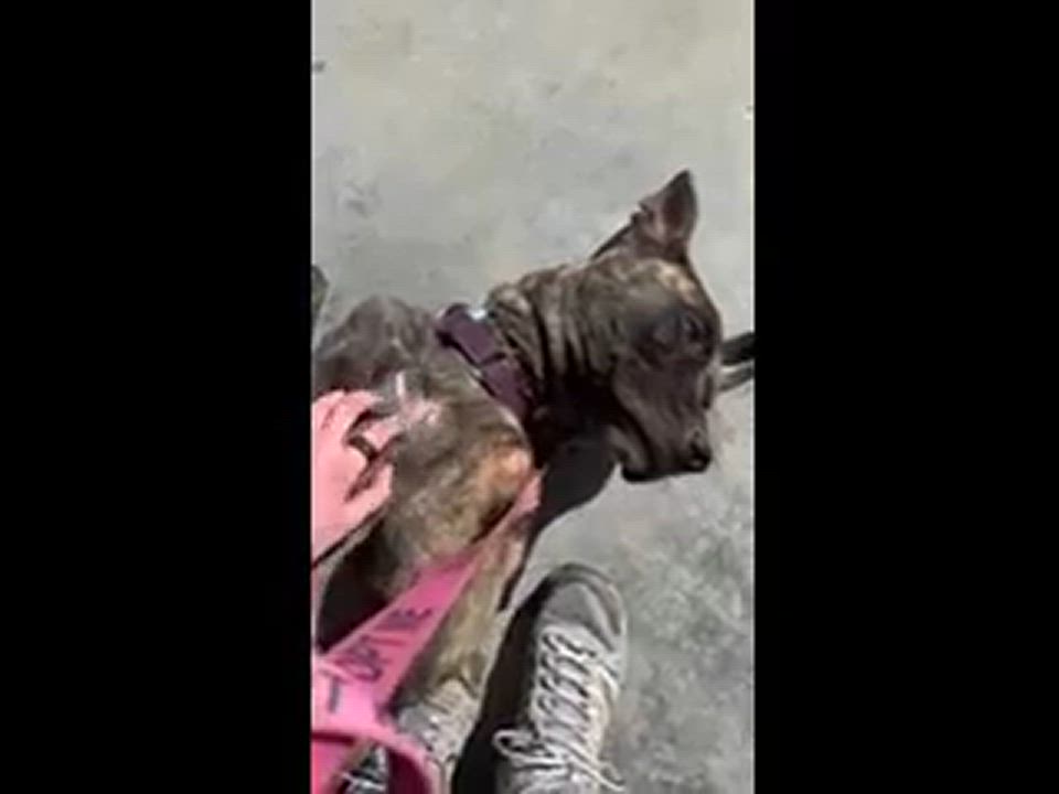 Enlarge Sophie, a Adoptable mixed breed in Bozrah, CT video 5/5