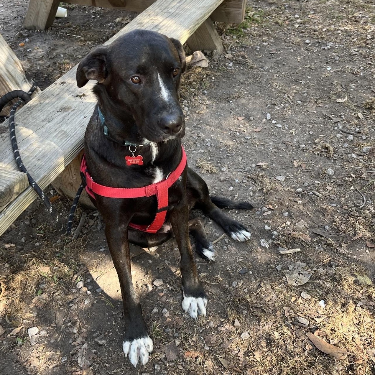 Shamus, a Adoptable mixed breed in Detroit, MI image 6/6