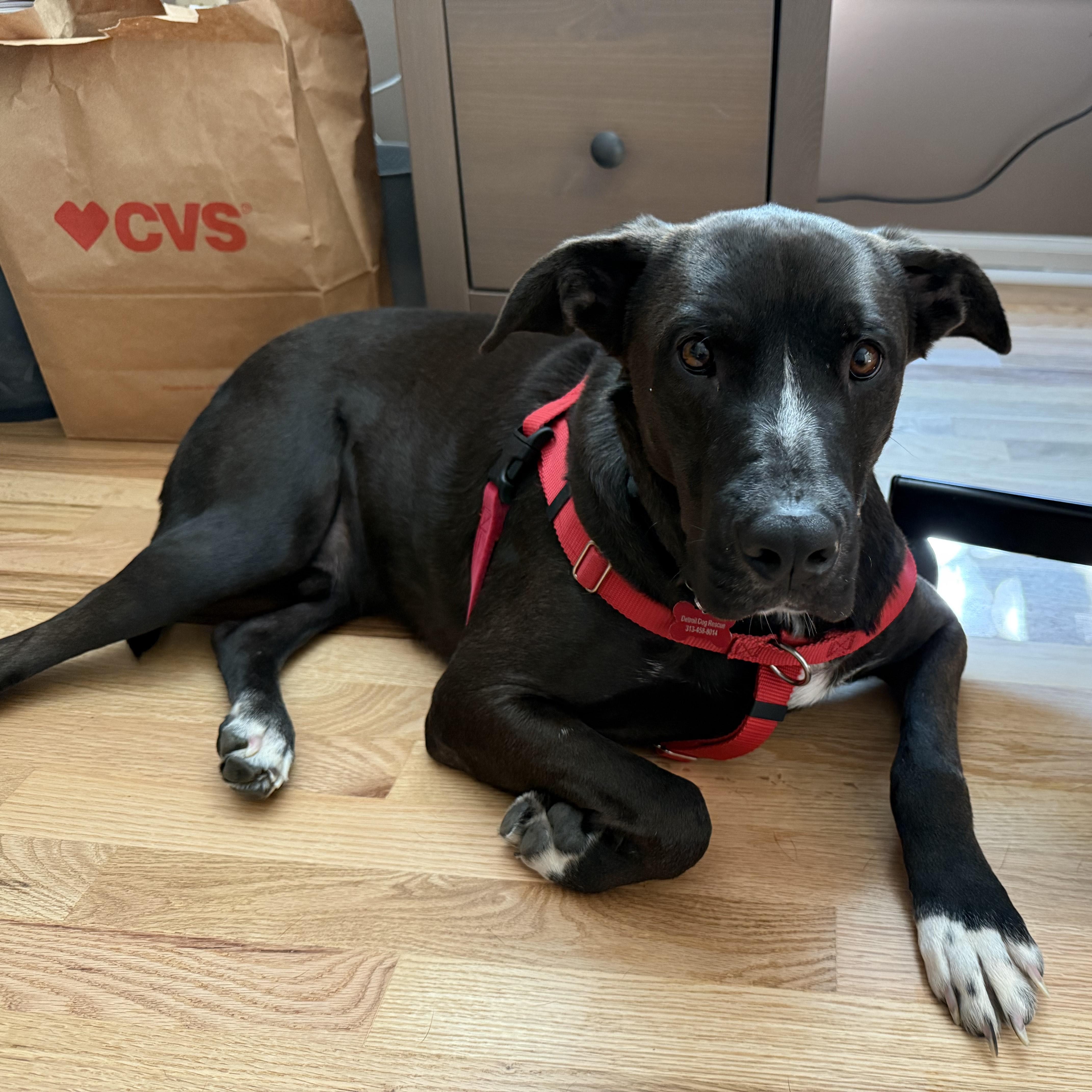 Shamus, a Adoptable mixed breed in Detroit, MI image 1/6