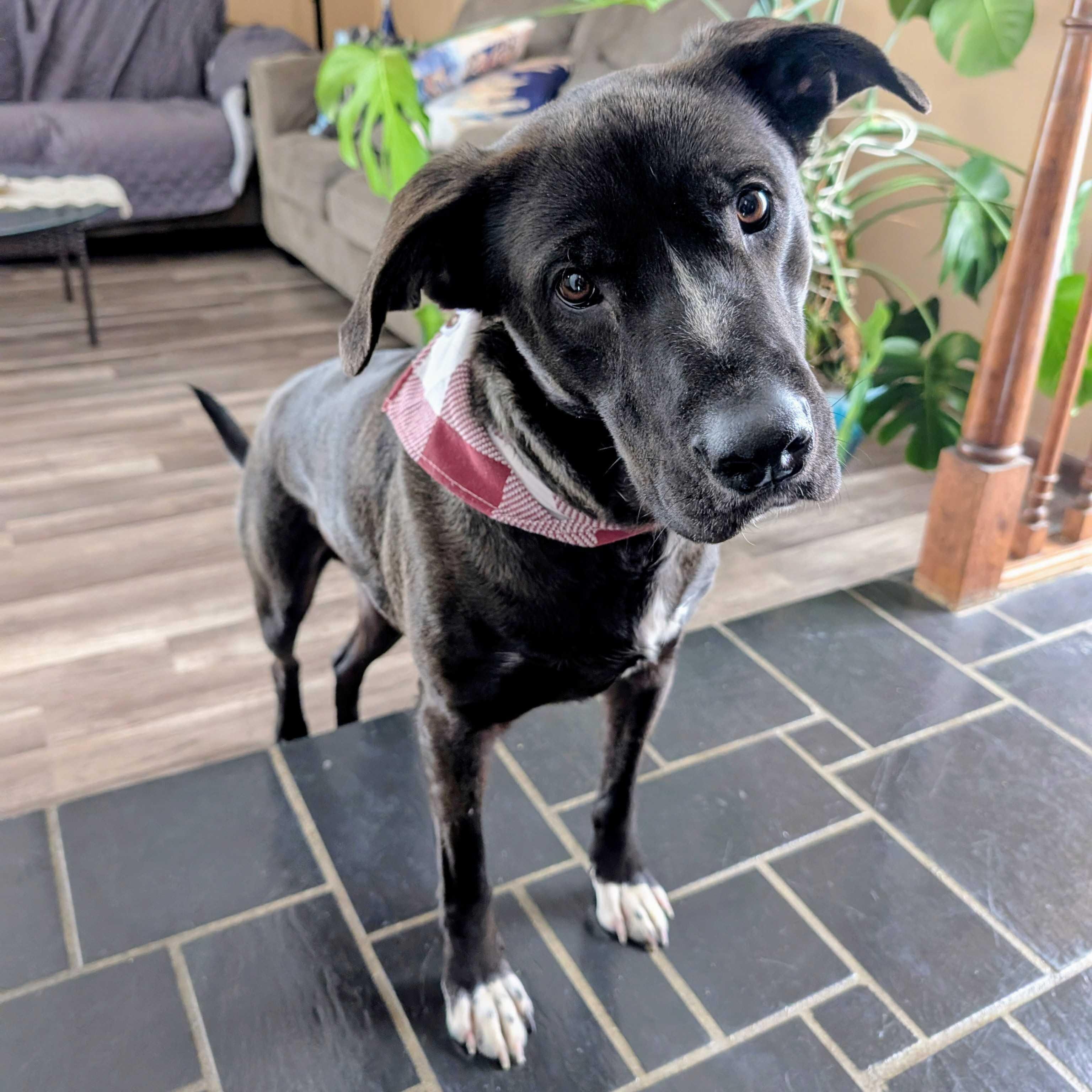 Enlarge Shamus, a Adoptable mixed breed in Detroit, MI image 1/6