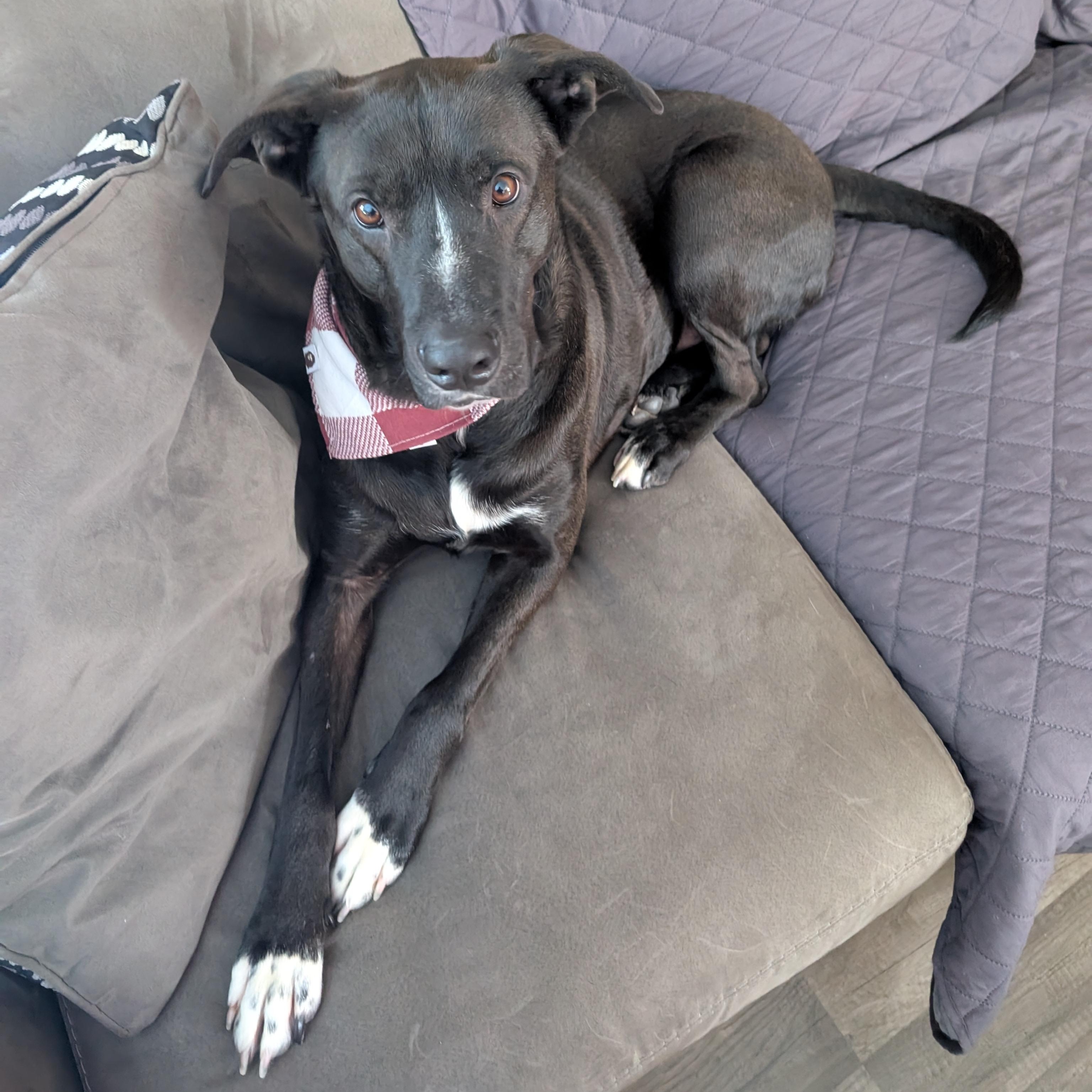 Enlarge Shamus, a Adoptable mixed breed in Detroit, MI image 2/6