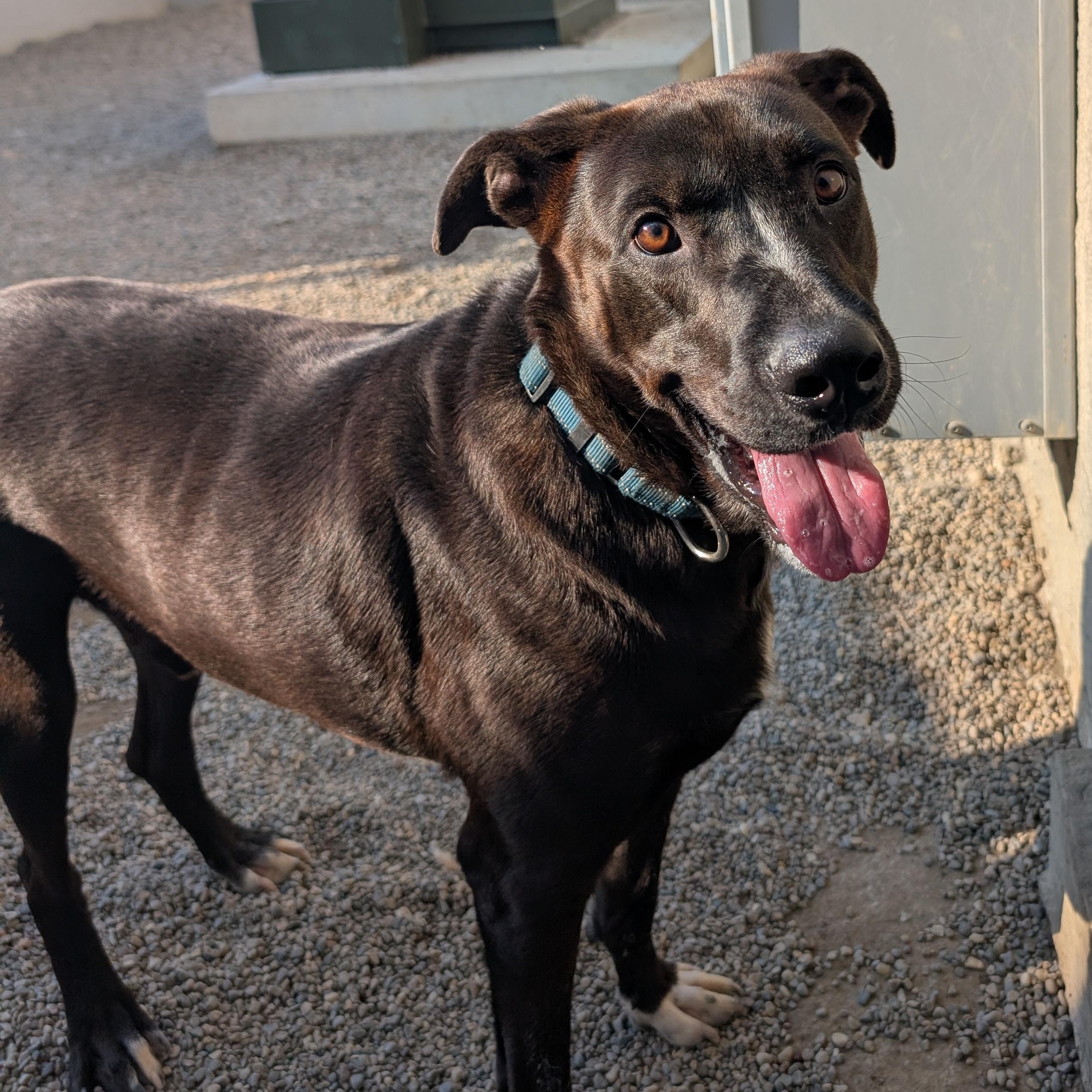 Shamus, a Adoptable mixed breed in Detroit, MI image 4/6