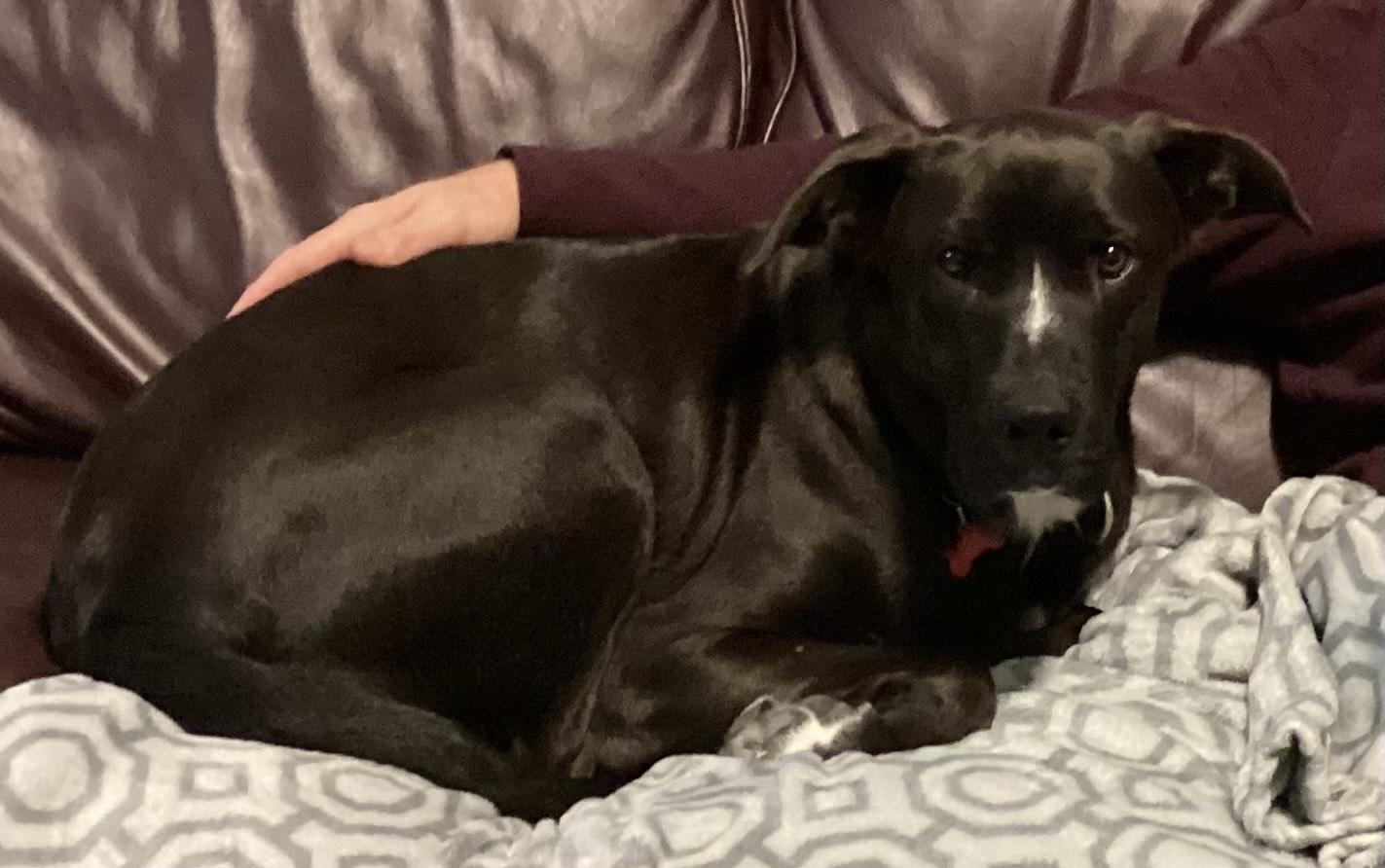 Shamus, Adoptable, Adult Male Black Labrador Retriever & Mixed Breed.