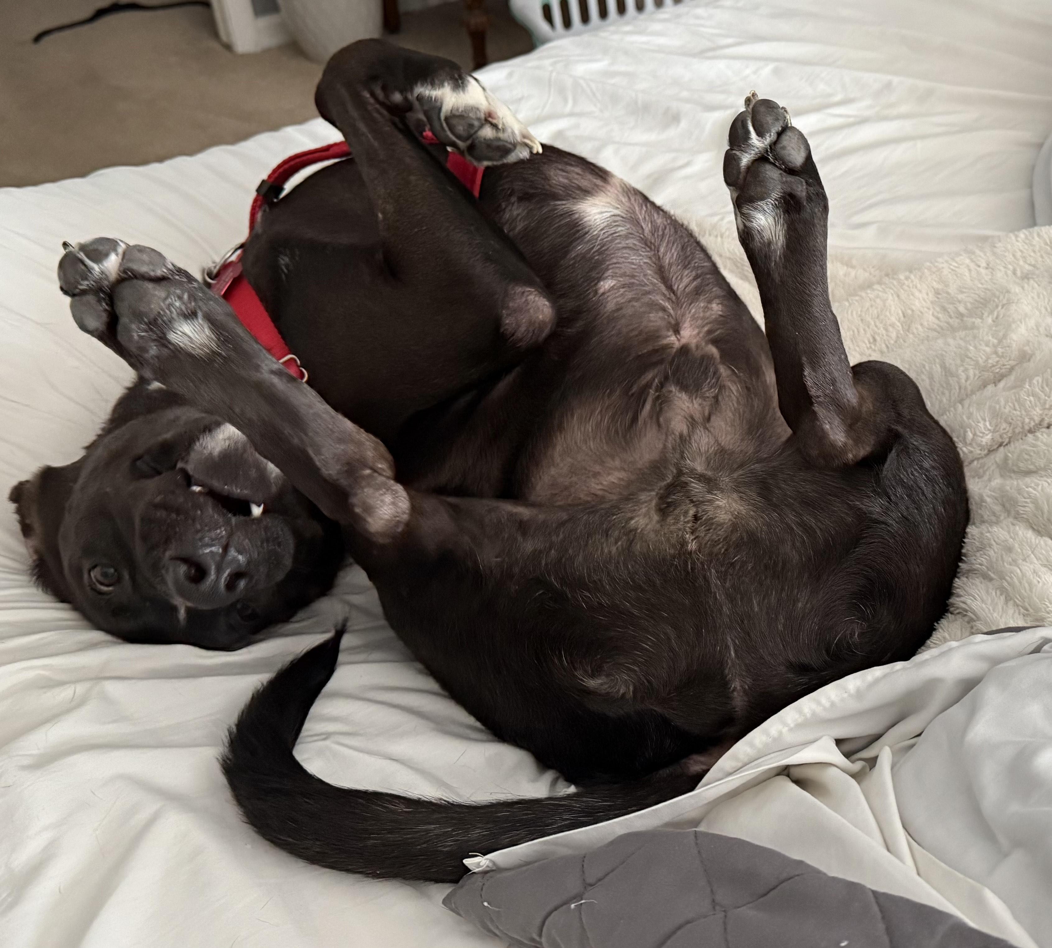 Shamus, a Adoptable mixed breed in Detroit, MI image 5/6