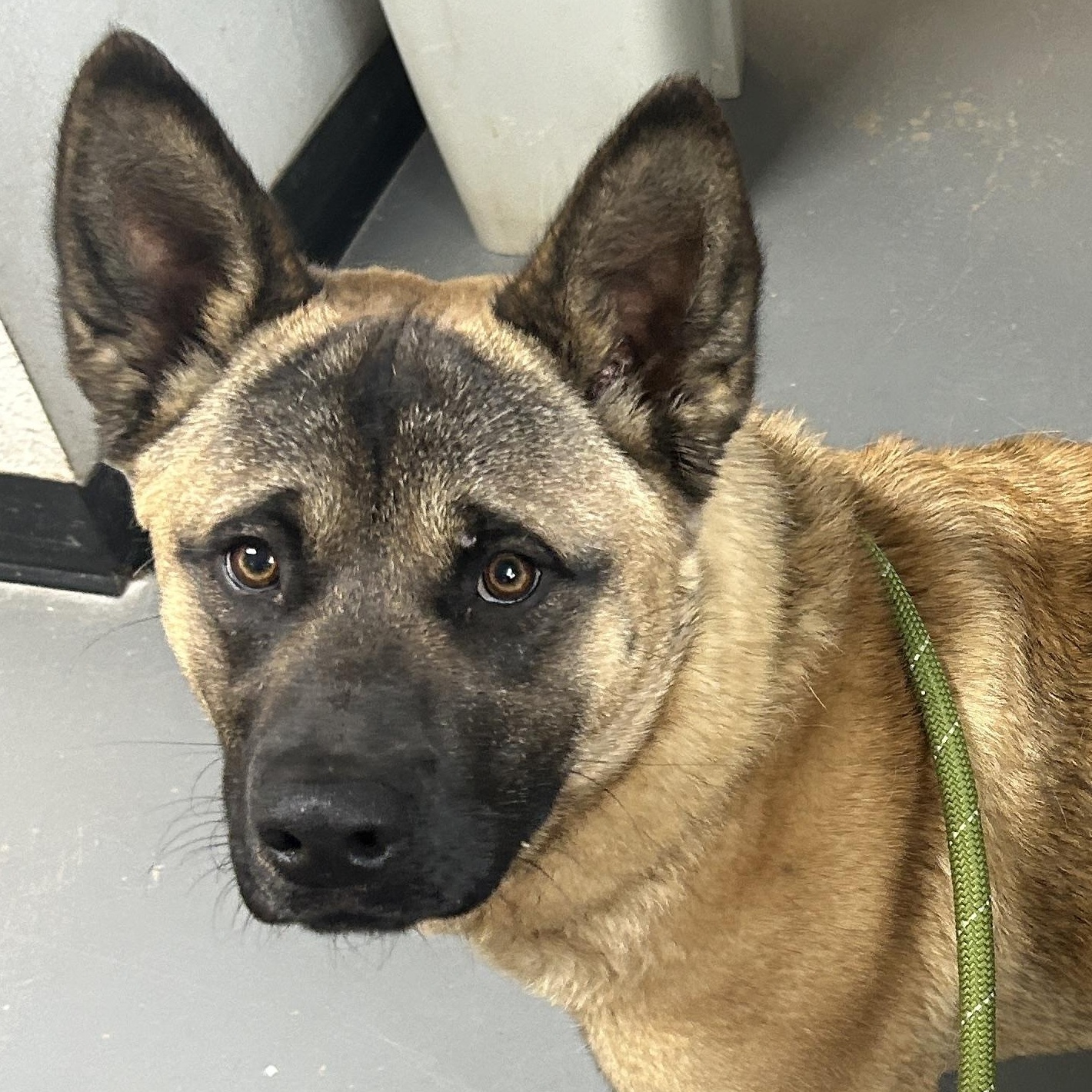 Bartok, ADOPTABLE, Young Male Akita & Mixed Breed.