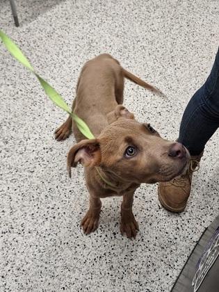 Enlarge Bumpers, a Adoptable Mixed Breed in Atlanta, GA image 1/1