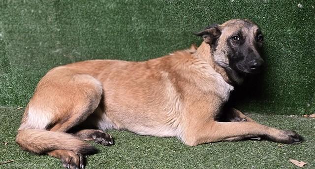 Enlarge Jade, a Adopted Belgian Shepherd / Malinois in Agua Dulce, CA image 1/1