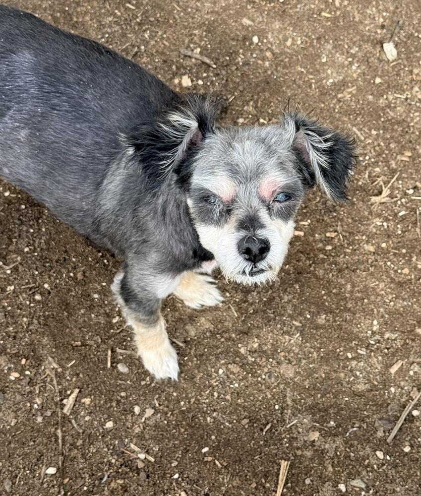 NOIR, Adoptable, Senior Female Terrier.