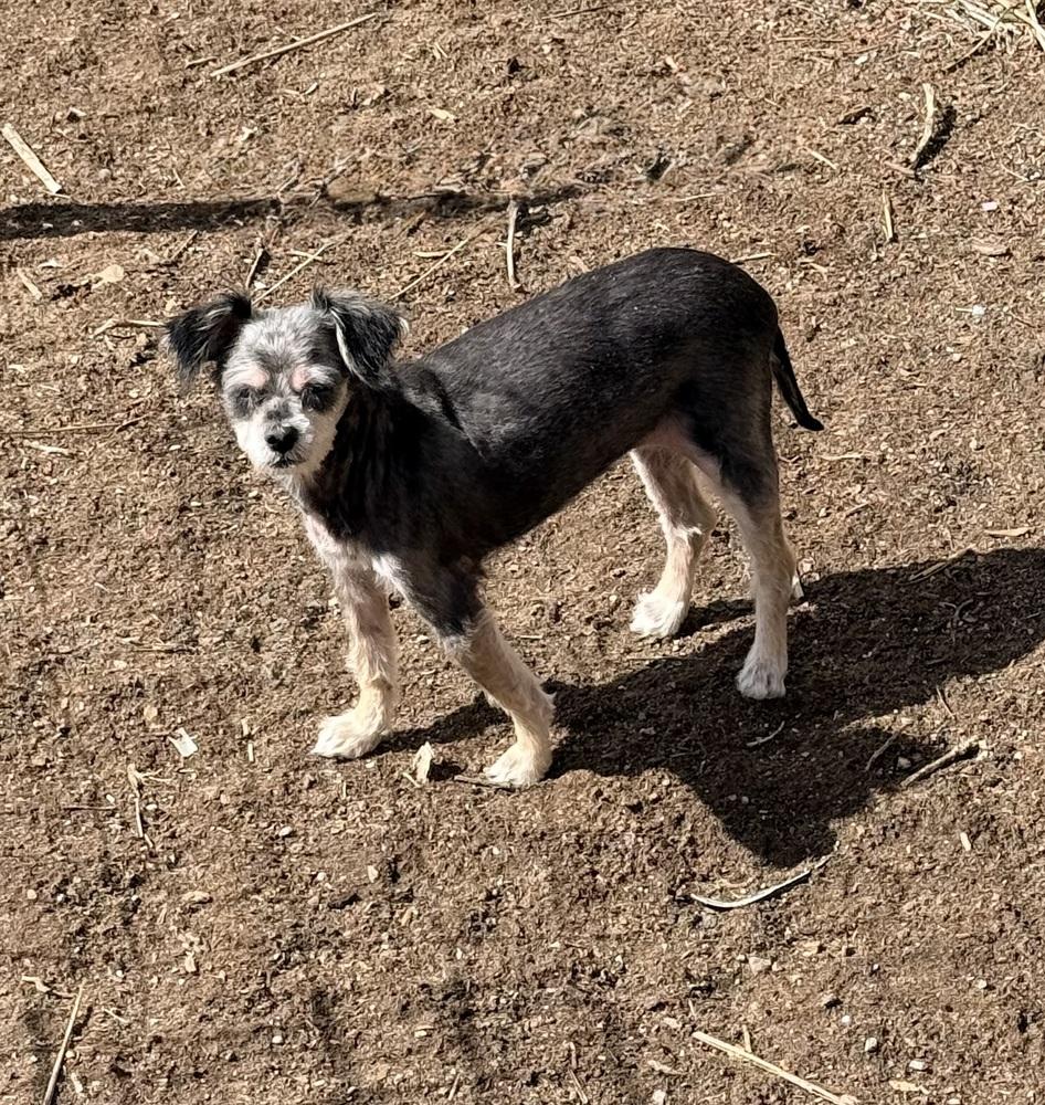 Enlarge NOIR, a Adoptable Terrier in Thornton, CO image 2/2