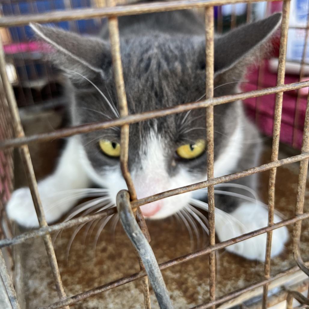 Enlarge Luna (Elisa), a Adoptable Domestic Short Hair in Edinburg, TX image 1/4