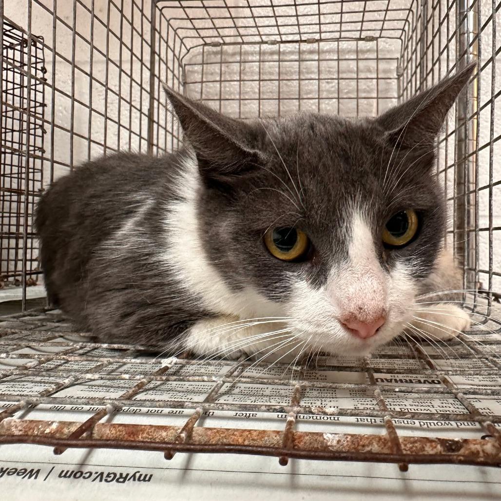 Enlarge Luna (Elisa), a Adoptable Domestic Short Hair in Edinburg, TX image 2/4