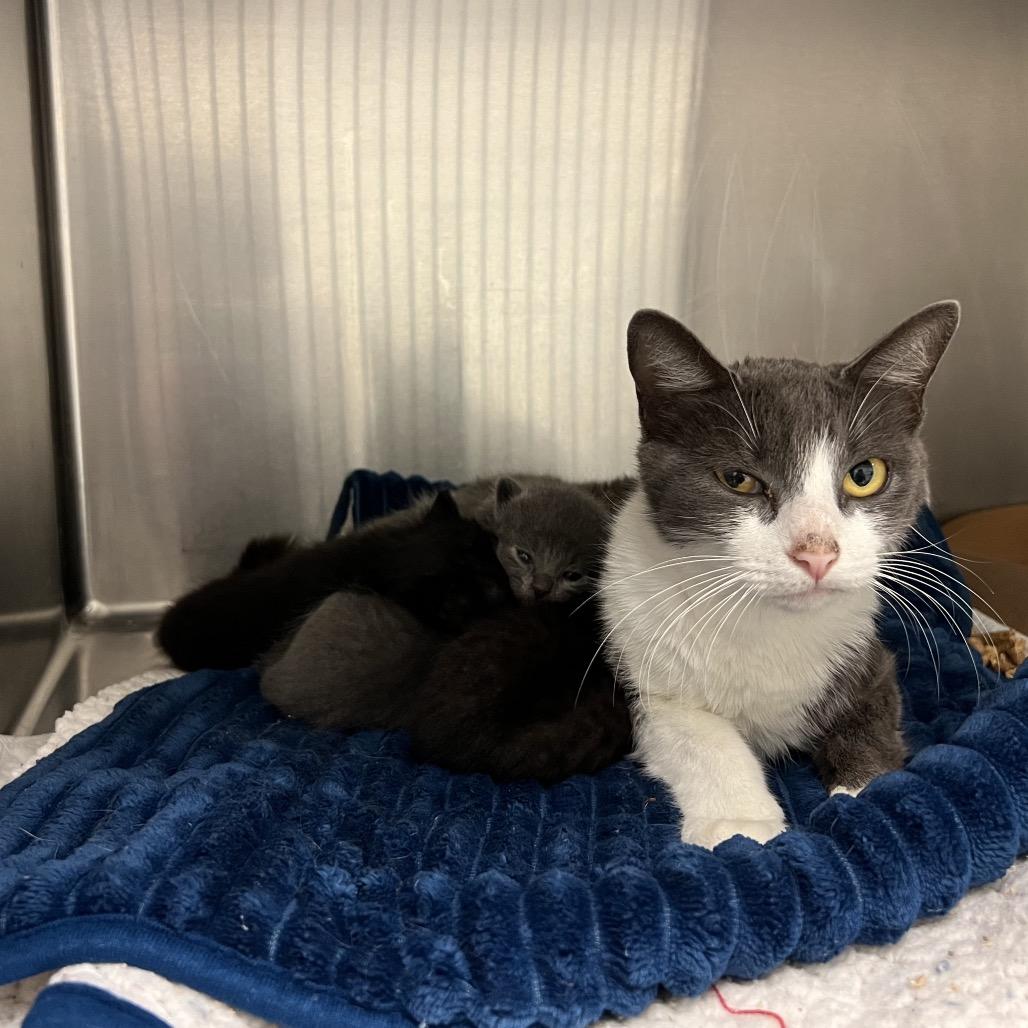 Enlarge Luna (Elisa), a Adoptable Domestic Short Hair in Edinburg, TX image 3/4