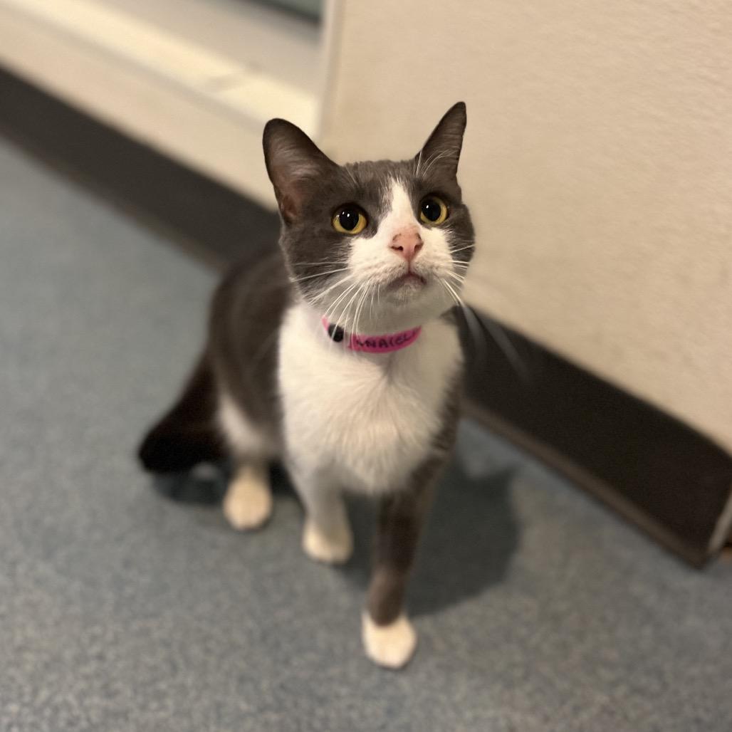 Enlarge Luna (Elisa), a Adoptable Domestic Short Hair in Edinburg, TX image 4/4