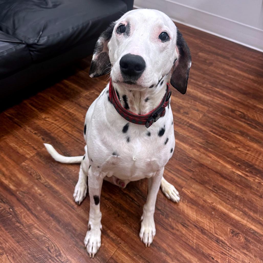 Spot, Adoptable, Adult Male Dalmatian.