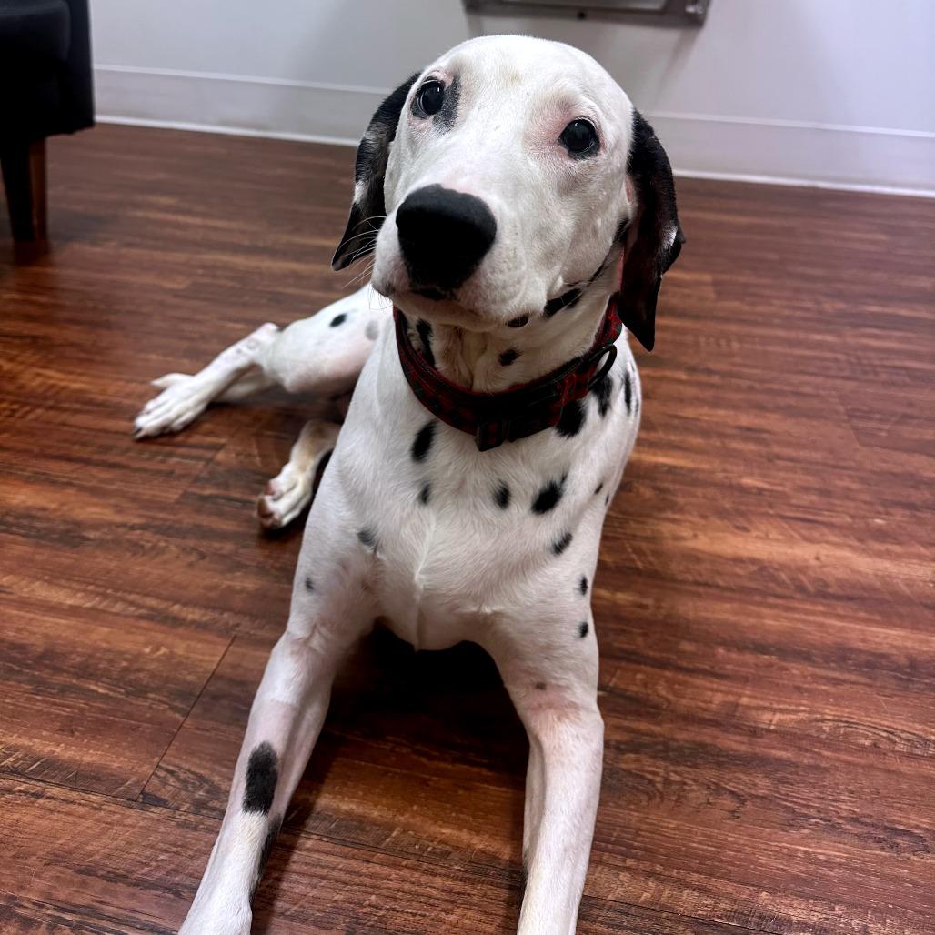 Enlarge Spot, a Adoptable Dalmatian in Clarksville, TN image 2/6