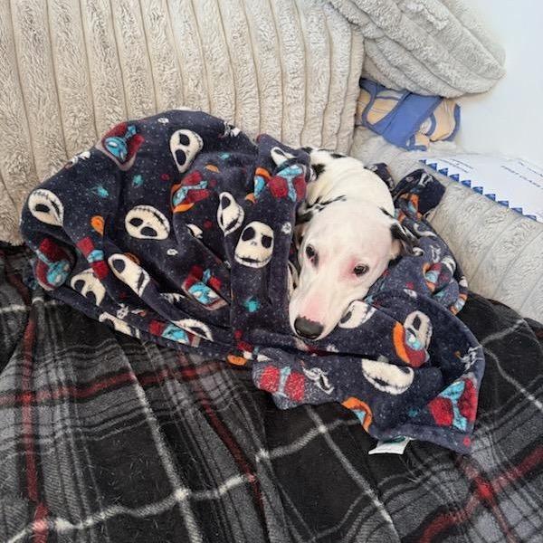 Enlarge Spot, a Adoptable Dalmatian in Clarksville, TN image 3/6