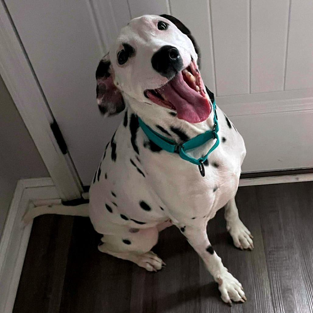 Enlarge Spot, a Adoptable Dalmatian in Clarksville, TN image 4/6